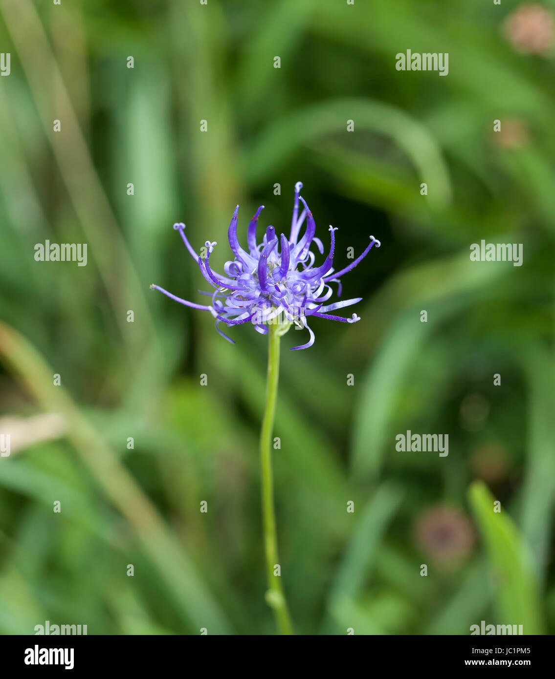 Wilde Blume rundköpfigen Rapunzeln, knappe National UK sondern auf Sussex Kreide Downland. Sussex County Blume. Stockfoto