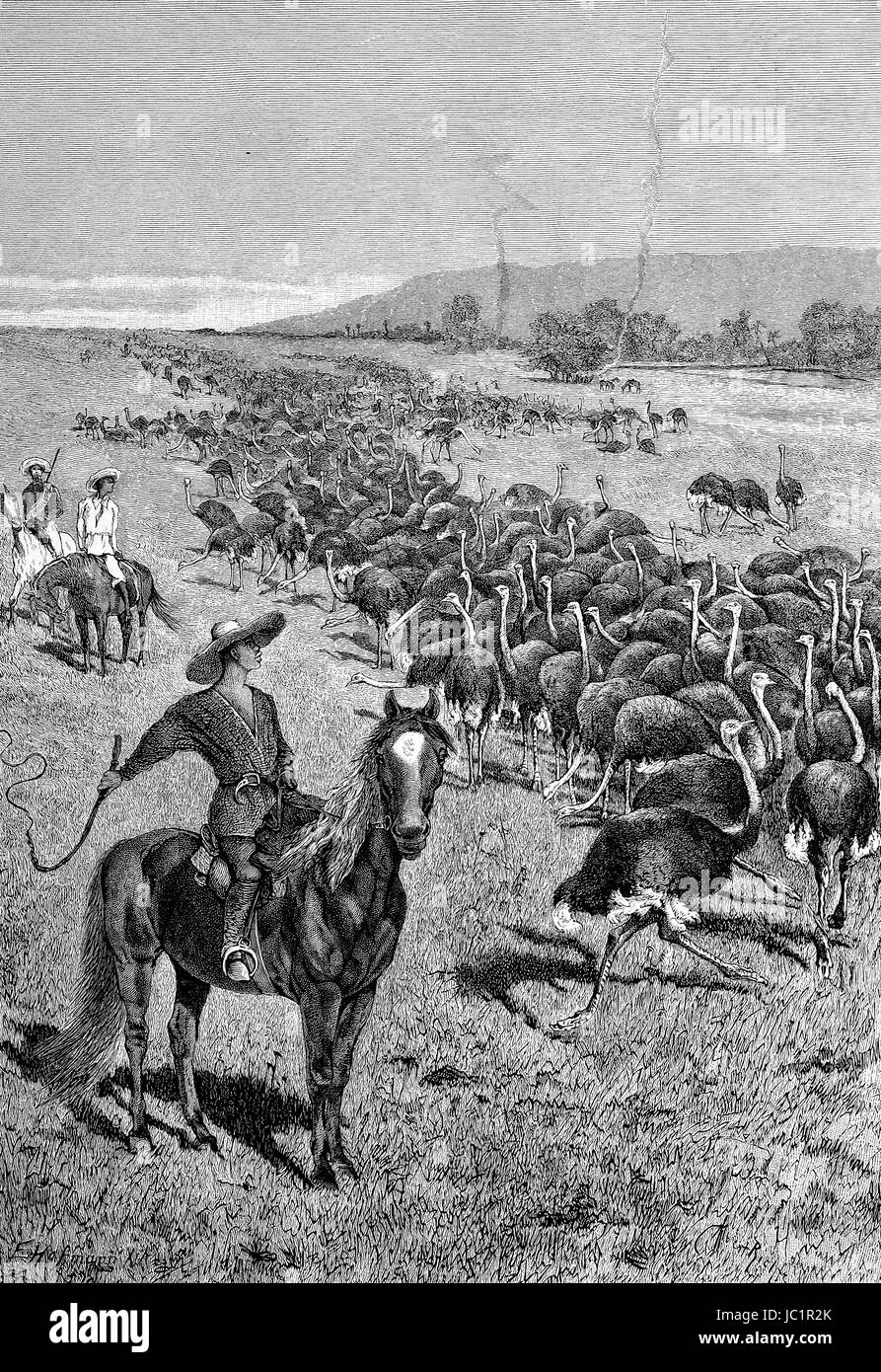 Strauß Herde in Cape Town, South Africa, digital verbesserte Wiedergabe aus einer Publikation des Jahres 1880 Stockfoto