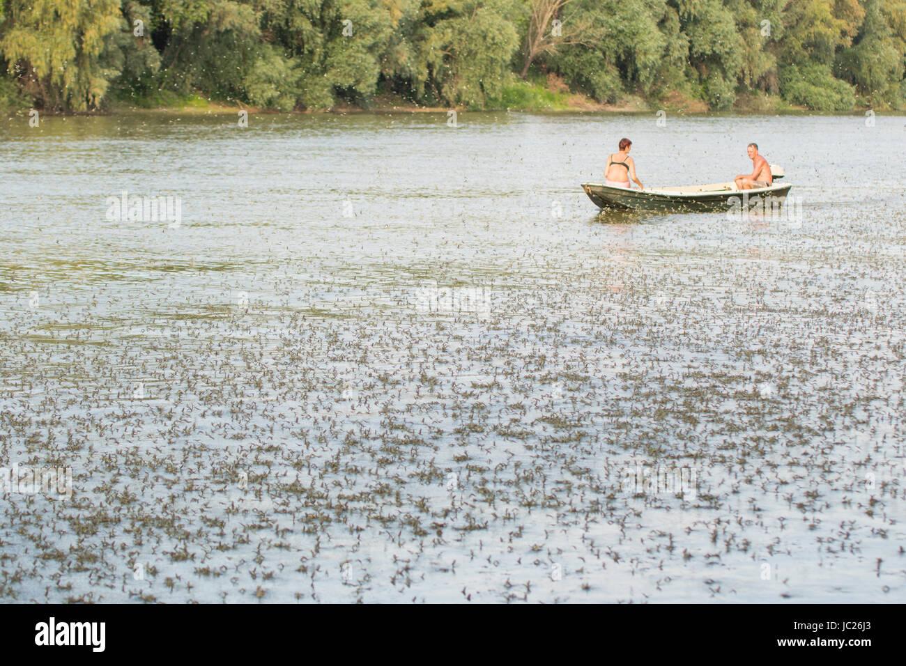 Kanjiza, Serbien. 13. Juni 2017. Blüte des Flusses Tisa (Tisza). Millionen von Tisa Eintagsfliegen (Palingenia Longicauda) führen ihre Liebe Tanz nur über die Oberfläche des Wassers. Dieses Phänomen findet einmal im Jahr (Mitte Juni) und ist am besten in der serbischen Stadt Kanjiza, nahe der Grenze zu Ungarn gesehen. Bildnachweis: Bojan Bozic/Alamy Live-Nachrichten. Stockfoto