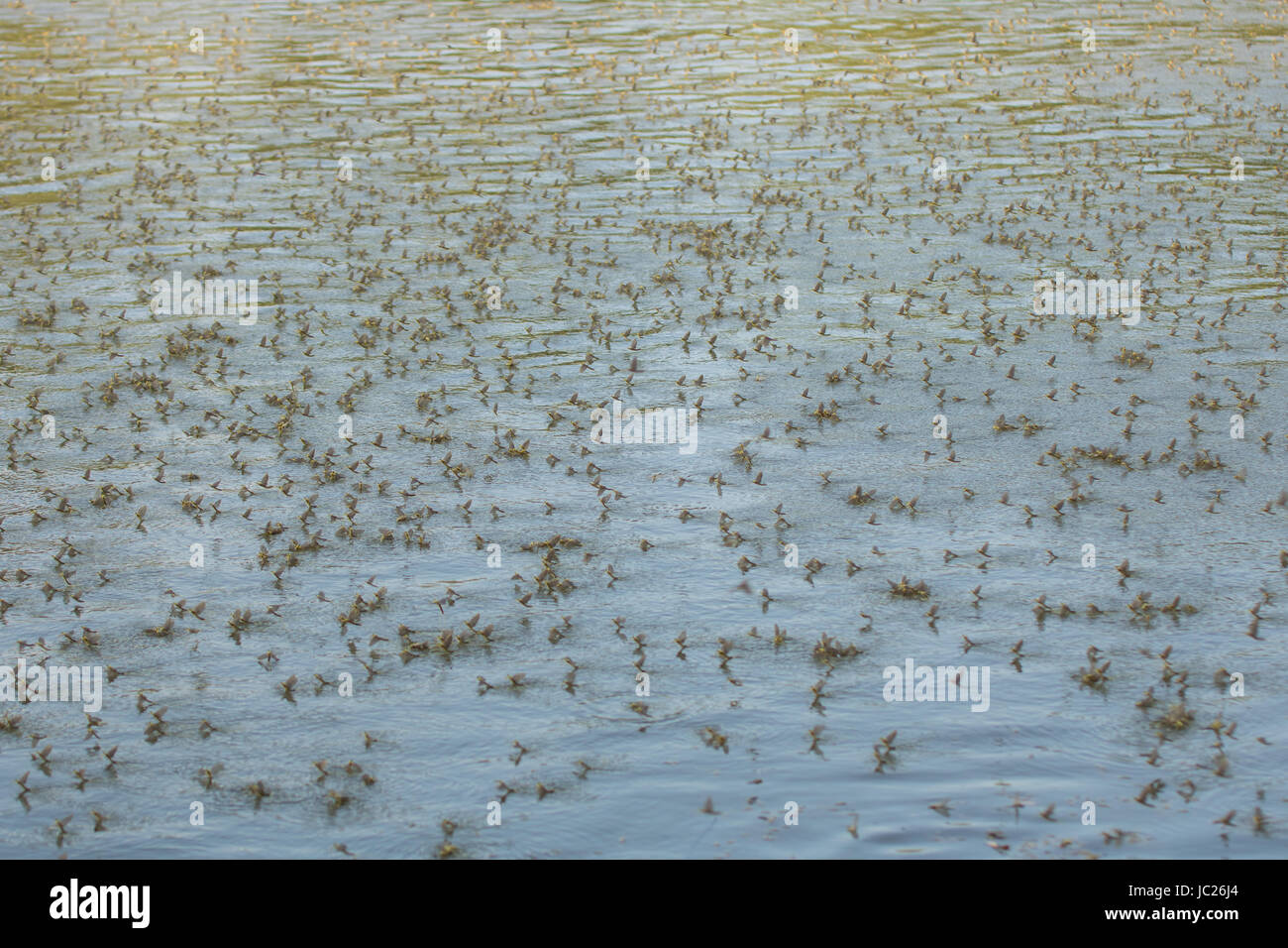 Kanjiza, Serbien. 13. Juni 2017. Blüte des Flusses Tisa (Tisza). Millionen von Tisa Eintagsfliegen (Palingenia Longicauda) führen ihre Liebe Tanz nur über die Oberfläche des Wassers. Dieses Phänomen findet einmal im Jahr (Mitte Juni) und ist am besten in der serbischen Stadt Kanjiza, nahe der Grenze zu Ungarn gesehen. Bildnachweis: Bojan Bozic/Alamy Live-Nachrichten. Stockfoto