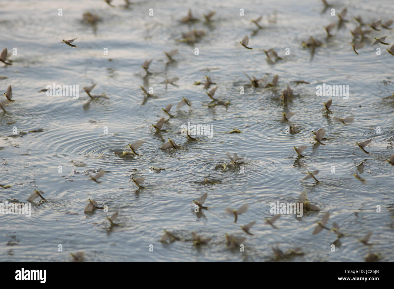 Kanjiza, Serbien. 13. Juni 2017. Blüte des Flusses Tisa (Tisza). Millionen von Tisa Eintagsfliegen (Palingenia Longicauda) führen ihre Liebe Tanz nur über die Oberfläche des Wassers. Dieses Phänomen findet einmal im Jahr (Mitte Juni) und ist am besten in der serbischen Stadt Kanjiza, nahe der Grenze zu Ungarn gesehen. Bildnachweis: Bojan Bozic/Alamy Live-Nachrichten. Stockfoto