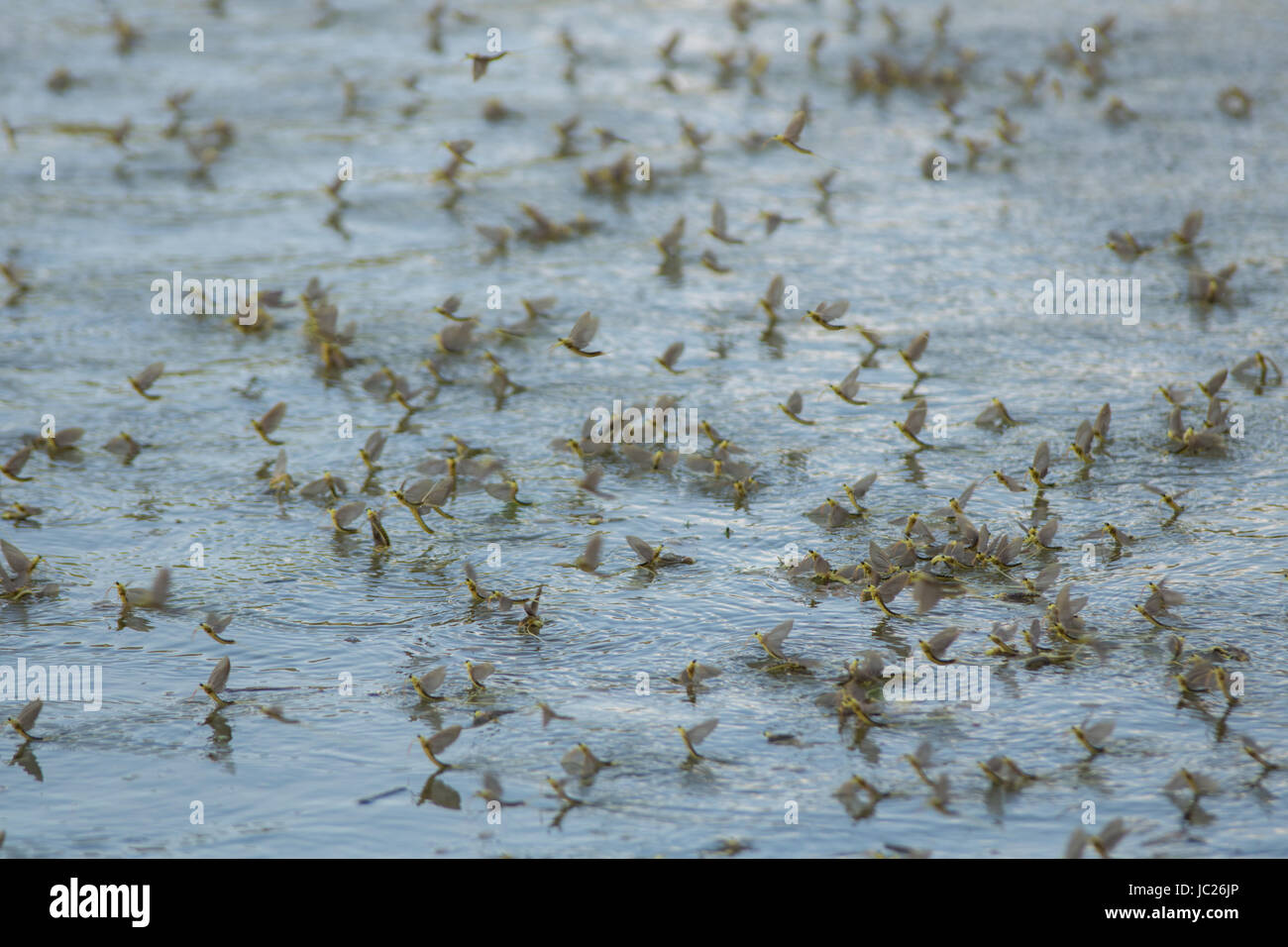 Kanjiza, Serbien. 13. Juni 2017. Blüte des Flusses Tisa (Tisza). Millionen von Tisa Eintagsfliegen (Palingenia Longicauda) führen ihre Liebe Tanz nur über die Oberfläche des Wassers. Dieses Phänomen findet einmal im Jahr (Mitte Juni) und ist am besten in der serbischen Stadt Kanjiza, nahe der Grenze zu Ungarn gesehen. Bildnachweis: Bojan Bozic/Alamy Live-Nachrichten. Stockfoto