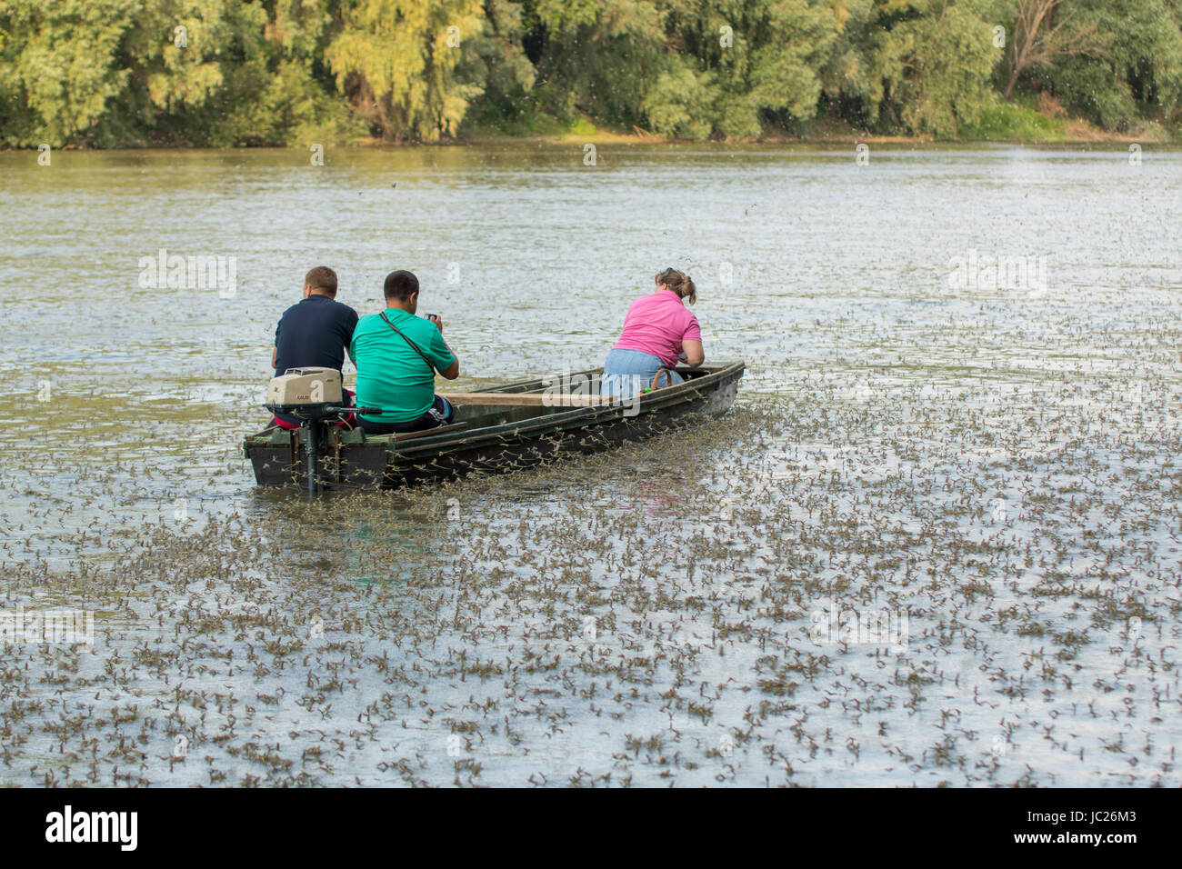 Kanjiza, Serbien. 13. Juni 2017. Blüte des Flusses Tisa (Tisza). Millionen von Tisa Eintagsfliegen (Palingenia Longicauda) führen ihre Liebe Tanz nur über die Oberfläche des Wassers. Dieses Phänomen findet einmal im Jahr (Mitte Juni) und ist am besten in der serbischen Stadt Kanjiza, nahe der Grenze zu Ungarn gesehen. Bildnachweis: Bojan Bozic/Alamy Live-Nachrichten. Stockfoto