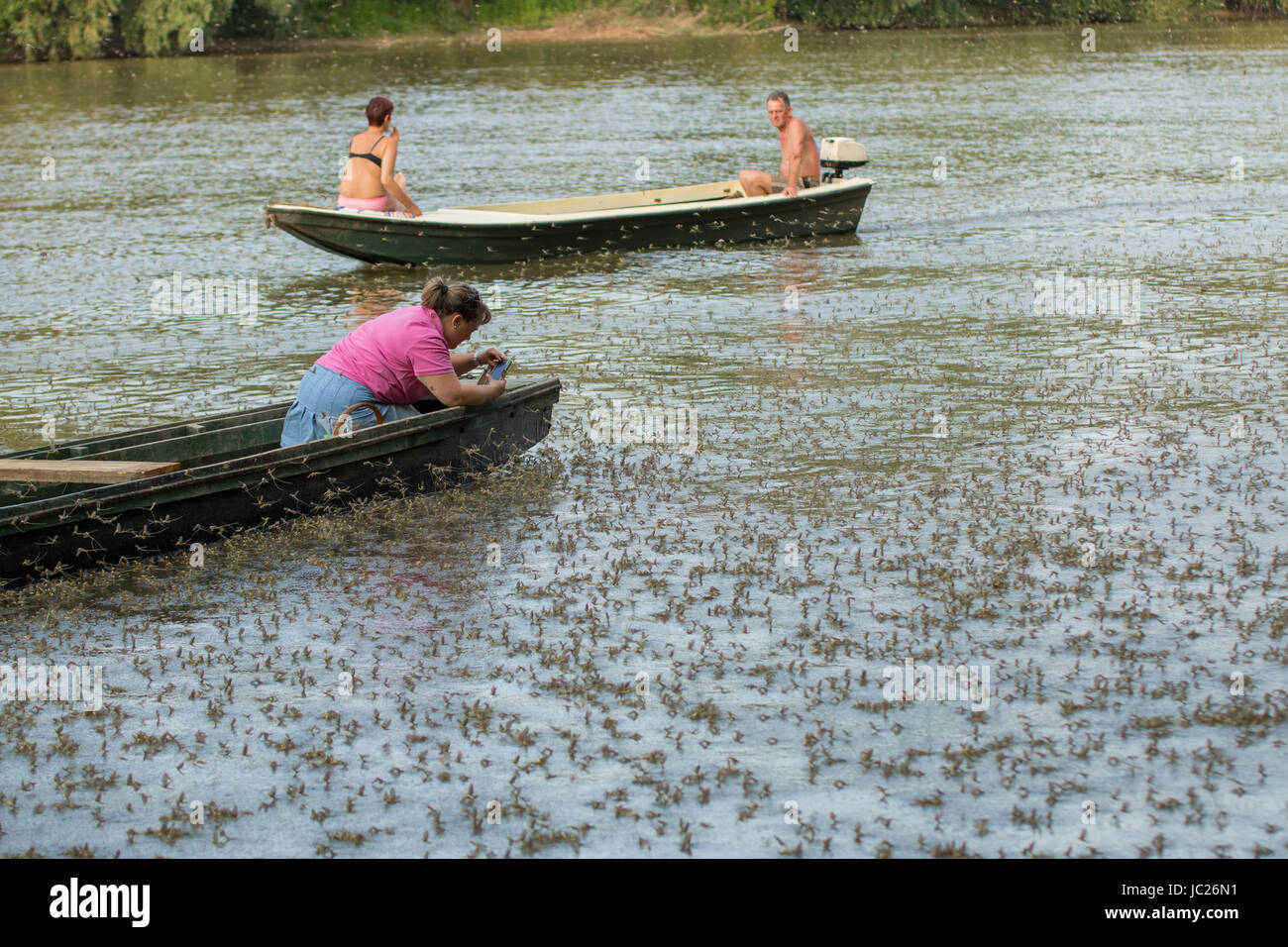 Kanjiza, Serbien. 13. Juni 2017. Blüte des Flusses Tisa (Tisza). Millionen von Tisa Eintagsfliegen (Palingenia Longicauda) führen ihre Liebe Tanz nur über die Oberfläche des Wassers. Dieses Phänomen findet einmal im Jahr (Mitte Juni) und ist am besten in der serbischen Stadt Kanjiza, nahe der Grenze zu Ungarn gesehen. Bildnachweis: Bojan Bozic/Alamy Live-Nachrichten. Stockfoto