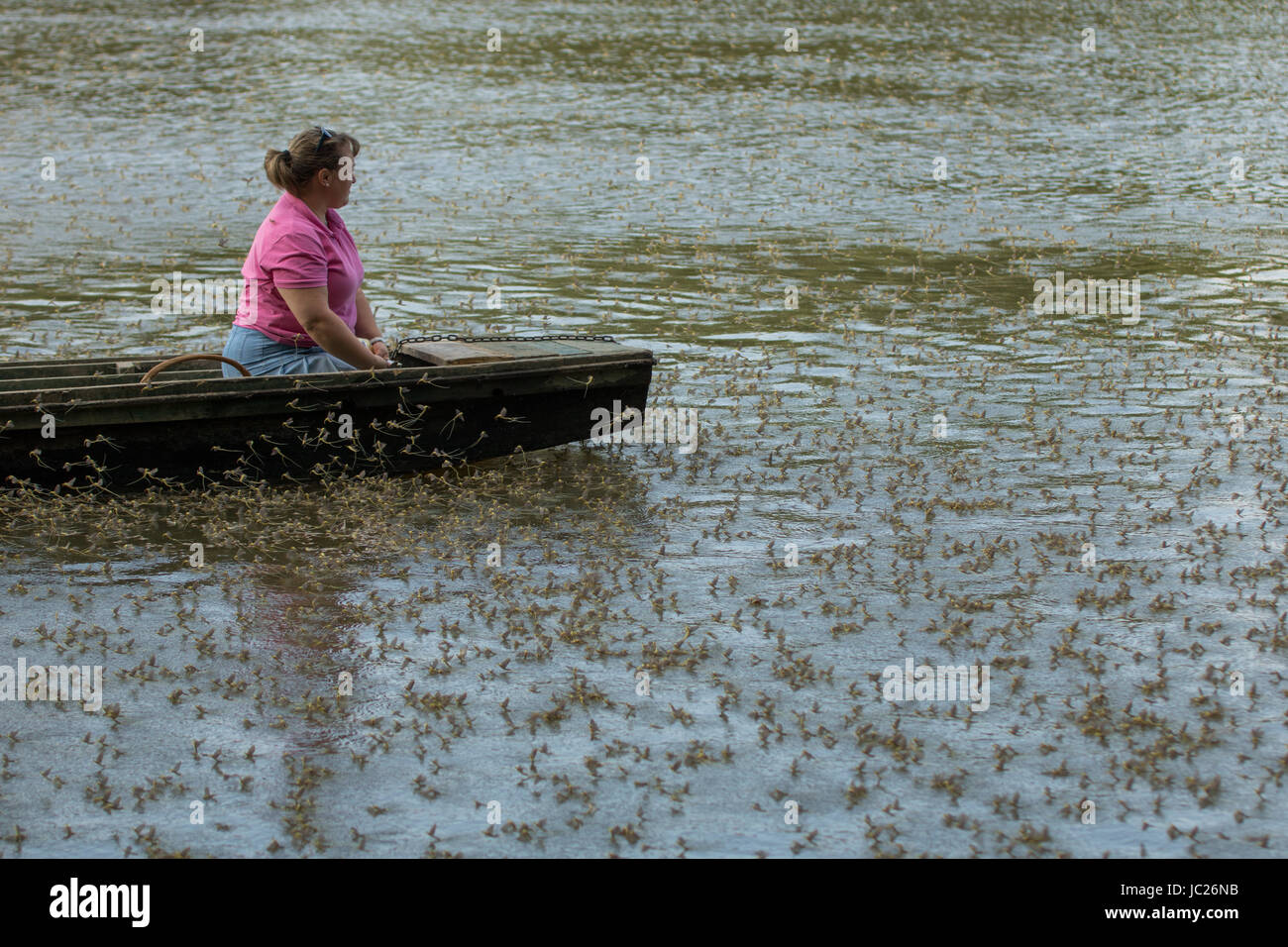 Kanjiza, Serbien. 13. Juni 2017. Blüte des Flusses Tisa (Tisza). Millionen von Tisa Eintagsfliegen (Palingenia Longicauda) führen ihre Liebe Tanz nur über die Oberfläche des Wassers. Dieses Phänomen findet einmal im Jahr (Mitte Juni) und ist am besten in der serbischen Stadt Kanjiza, nahe der Grenze zu Ungarn gesehen. Bildnachweis: Bojan Bozic/Alamy Live-Nachrichten. Stockfoto