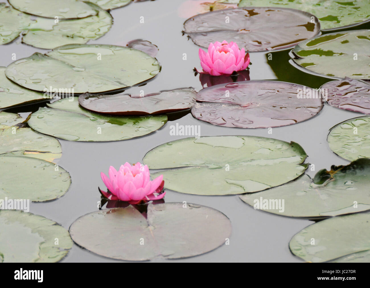 Beijin, Beijin, China. 6. Juni 2017. Peking, CHINA-6. Juni 2017: (nur zur redaktionellen Verwendung. CHINA HERAUS). Lotus Blumen blühen auf dem Lotus Teich Park in Peking, 6. Juni 2017. Bildnachweis: SIPA Asien/ZUMA Draht/Alamy Live-Nachrichten Stockfoto