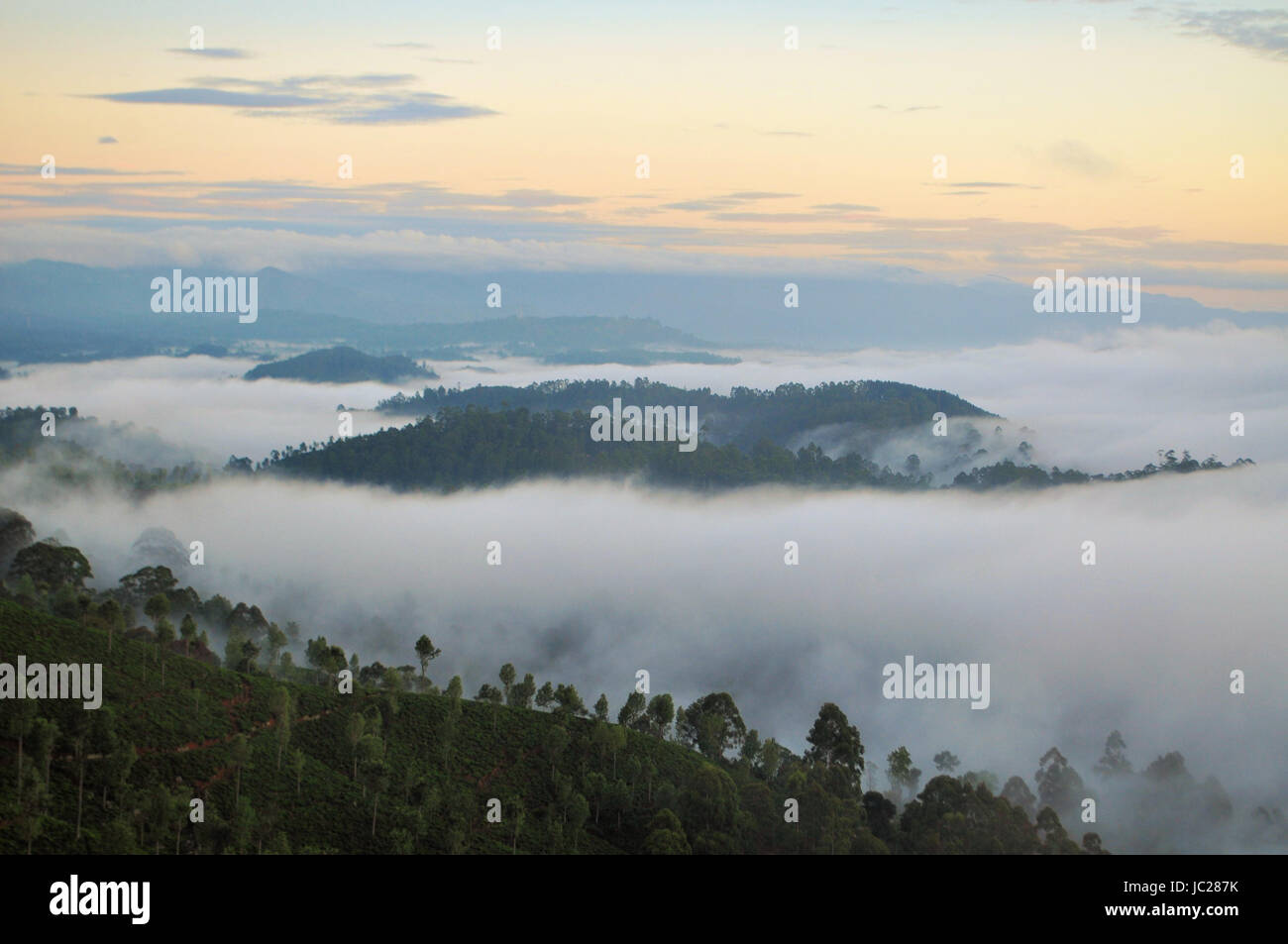 nebliger Morgen Nebel Naturlandschaft des Tee-Plantagen mit einer Insel der Bäume in Haputale, Sri Lanka Stockfoto