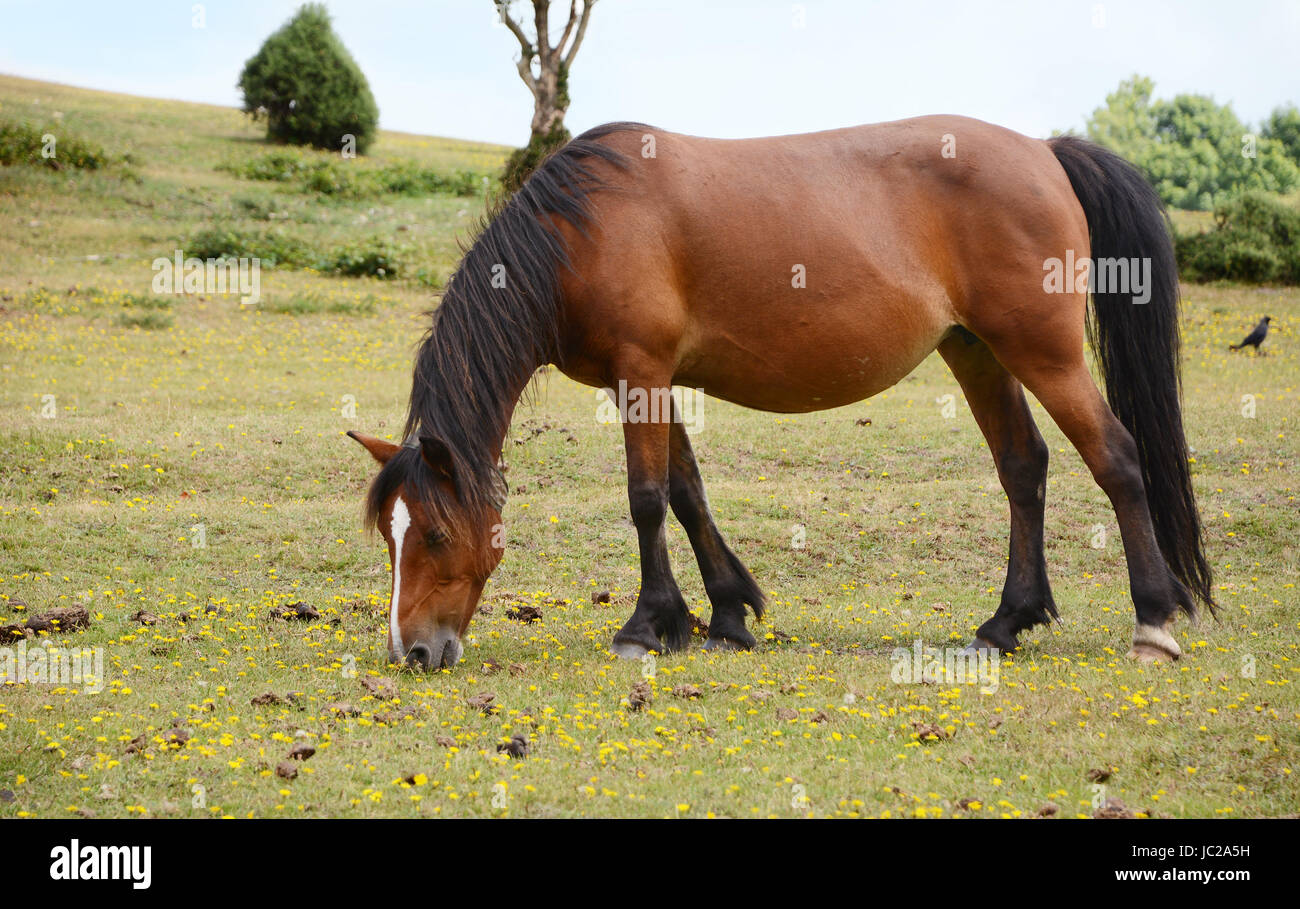 Bucht Pony in Fohlen weidet auf dem Rasen im New Forest, England Stockfoto