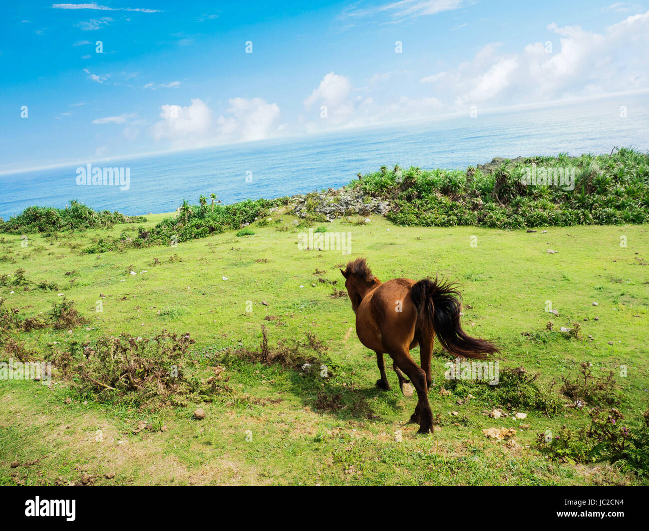 Yonaguni-Pferd Stockfoto