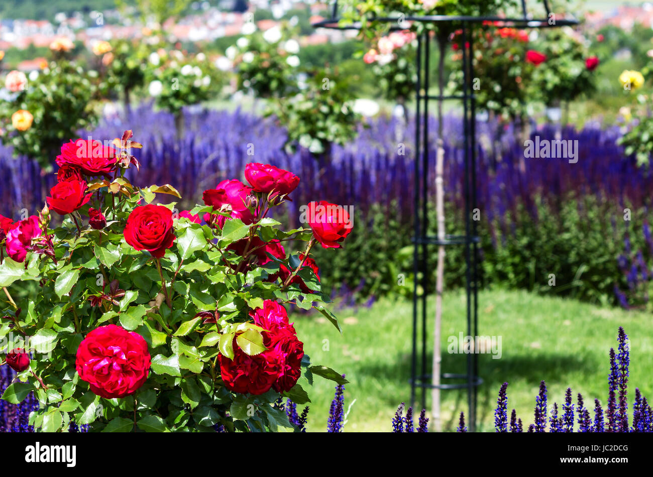 Rote RosenBusch und blau blühende Zierpflanzen Salvia Nemorosa im rose