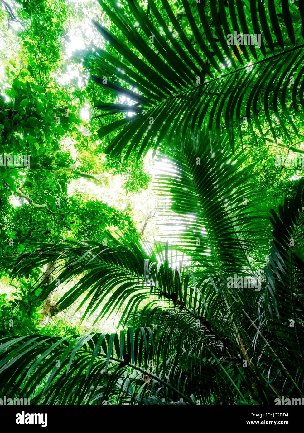 Dschungel auf der Insel Ishigaki, Präfektur Okinawa, Japan Stockfoto