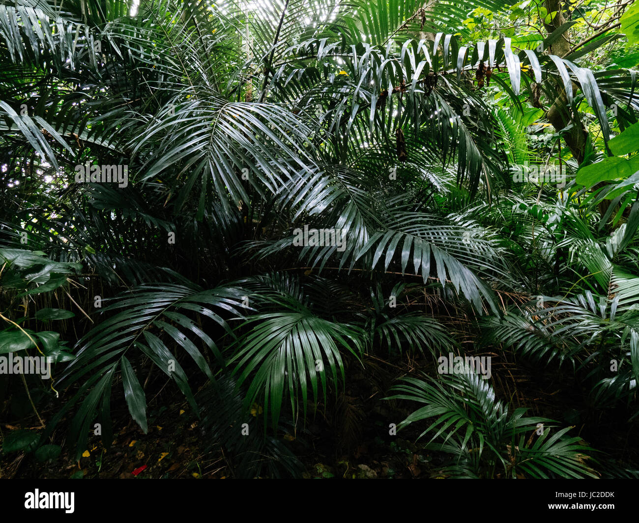 Dschungel auf der Insel Ishigaki, Präfektur Okinawa, Japan Stockfoto