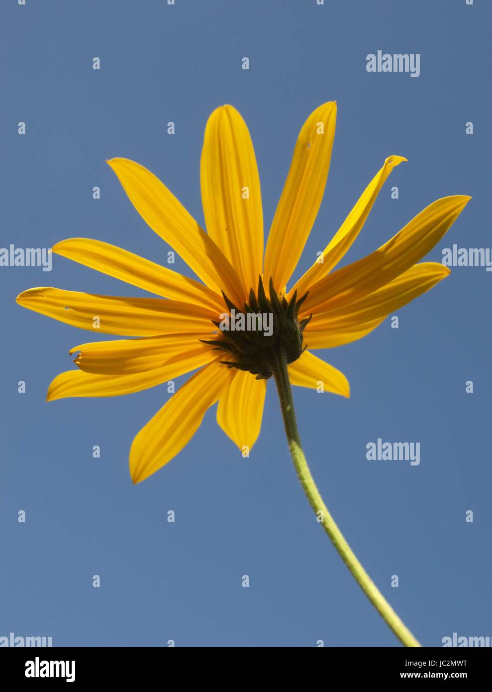 Nützliche Pflanze Blumen Stockfoto