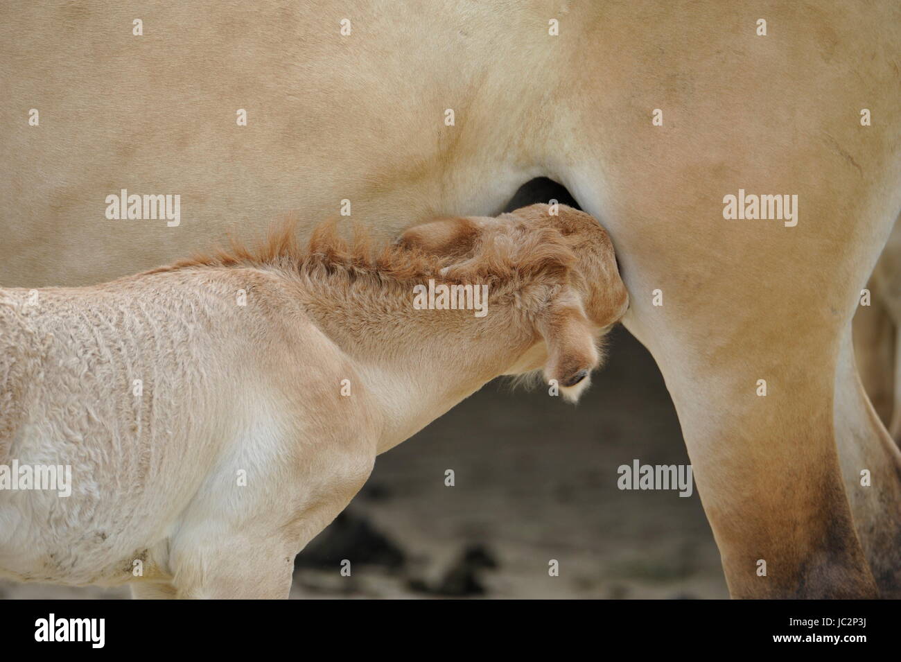 Das Przewalski Pferd mit Fohlen Stockfoto