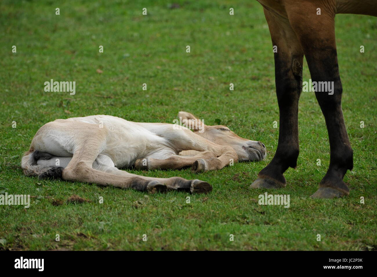 Das Przewalski Pferd mit Fohlen Stockfoto
