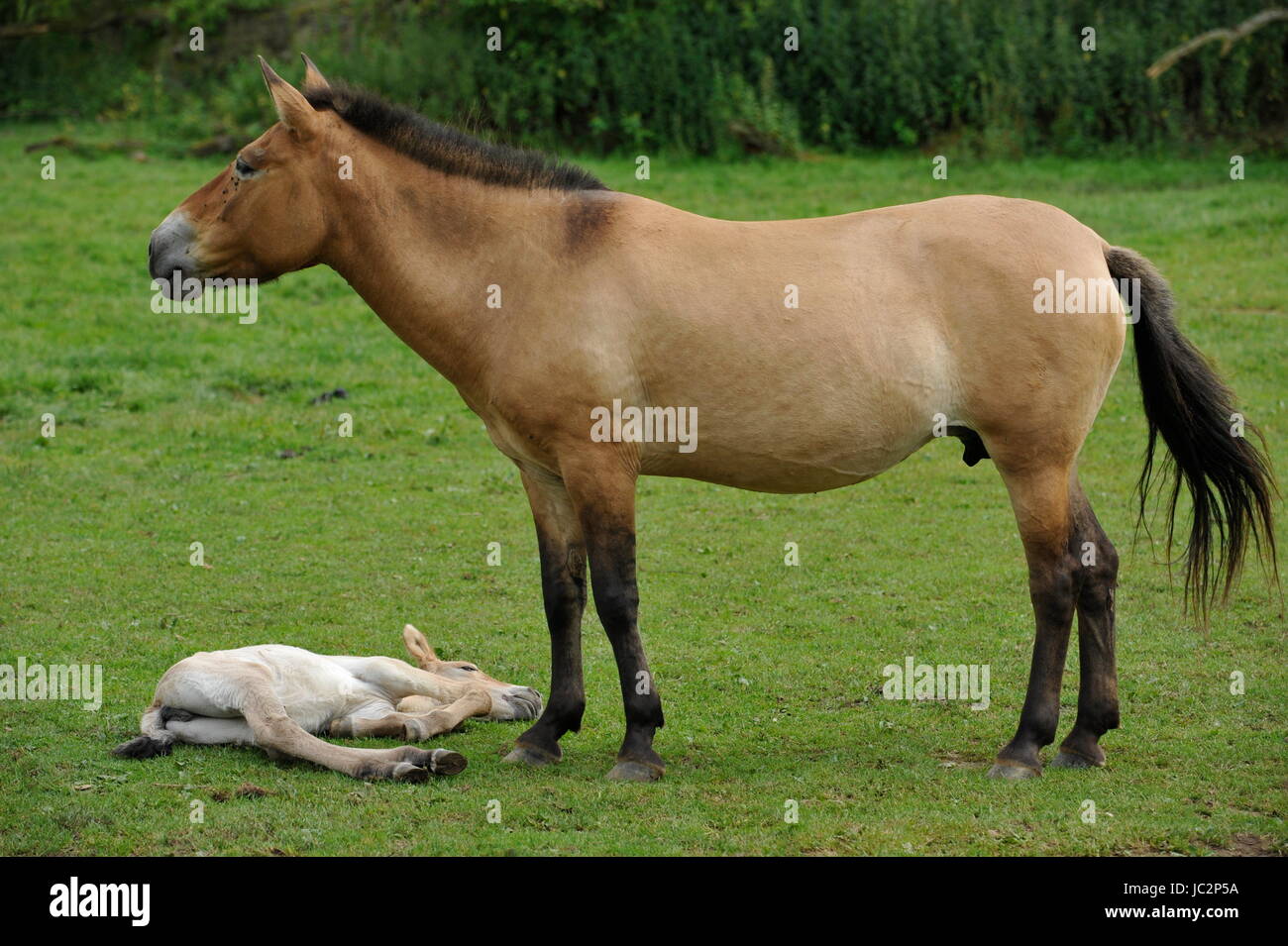 Das Przewalski Pferd mit Fohlen Stockfoto