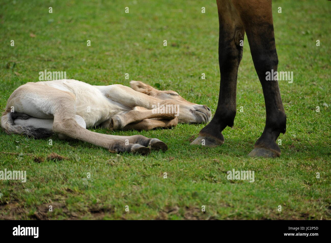 Das Przewalski Pferd mit Fohlen Stockfoto