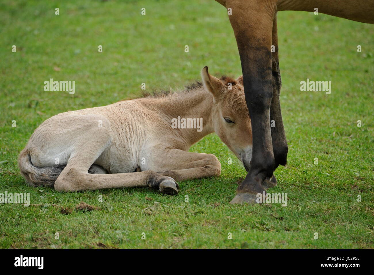 Das Przewalski Pferd mit Fohlen Stockfoto