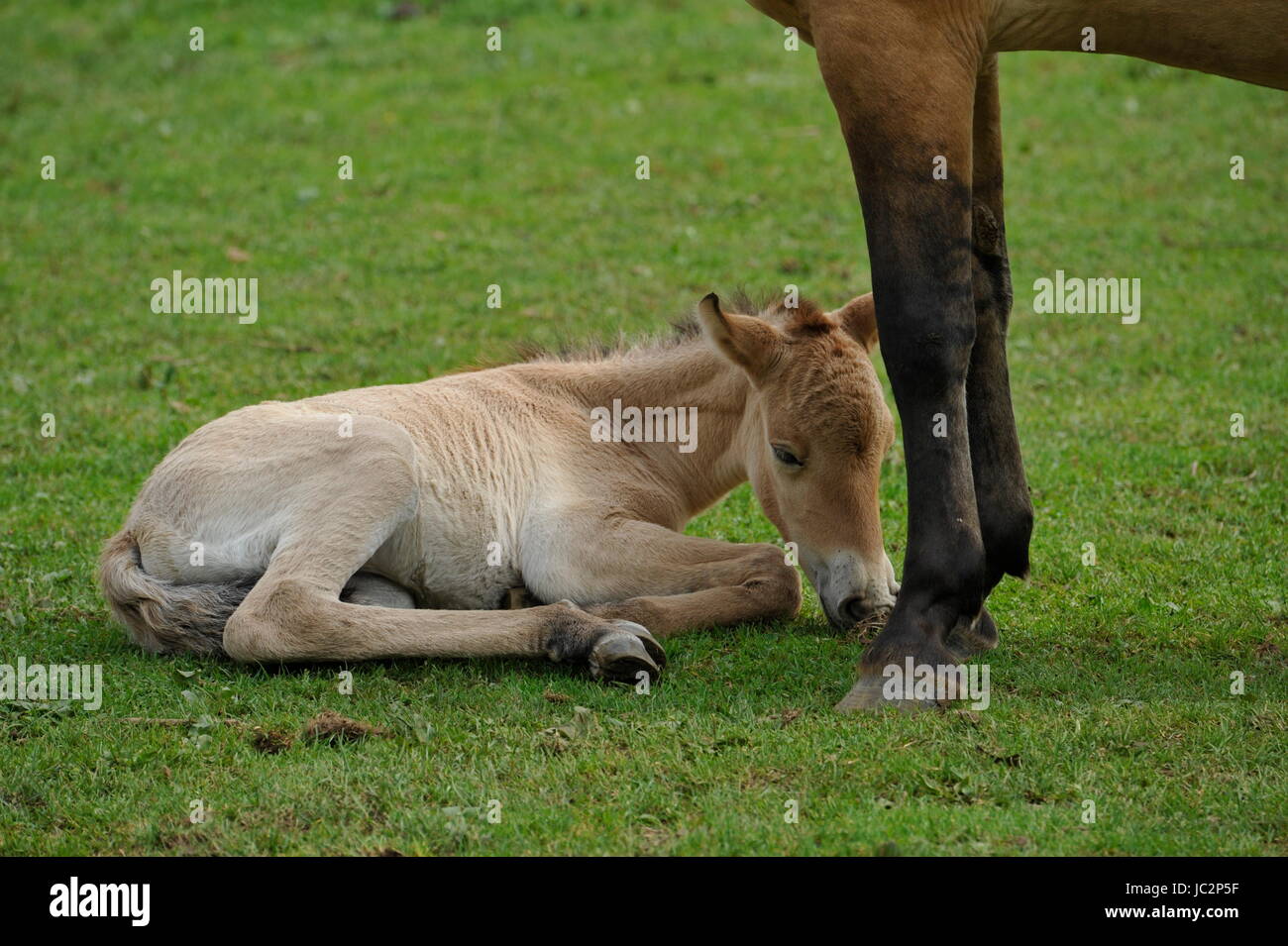 Das Przewalski Pferd mit Fohlen Stockfoto