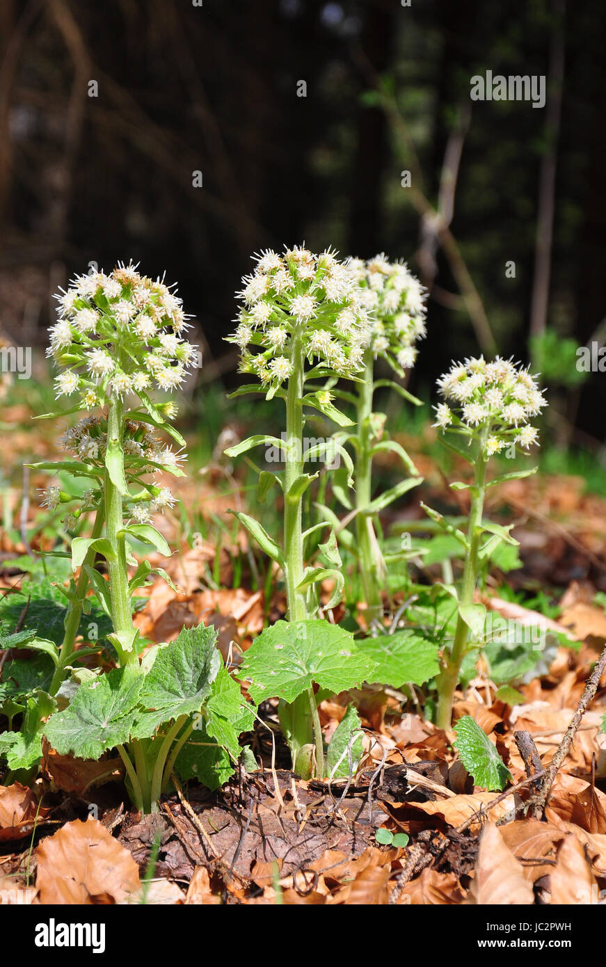Weiße Pestwurz (Petasites Albus) Stockfoto