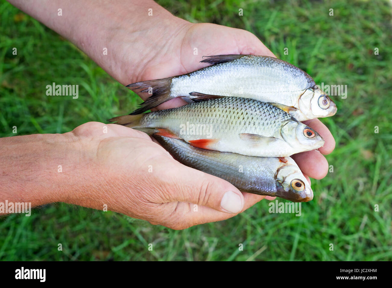 Die Fischer am Ufer Flusses in der hand der Haken hält: drei kleine Fische gefangen. Stockfoto