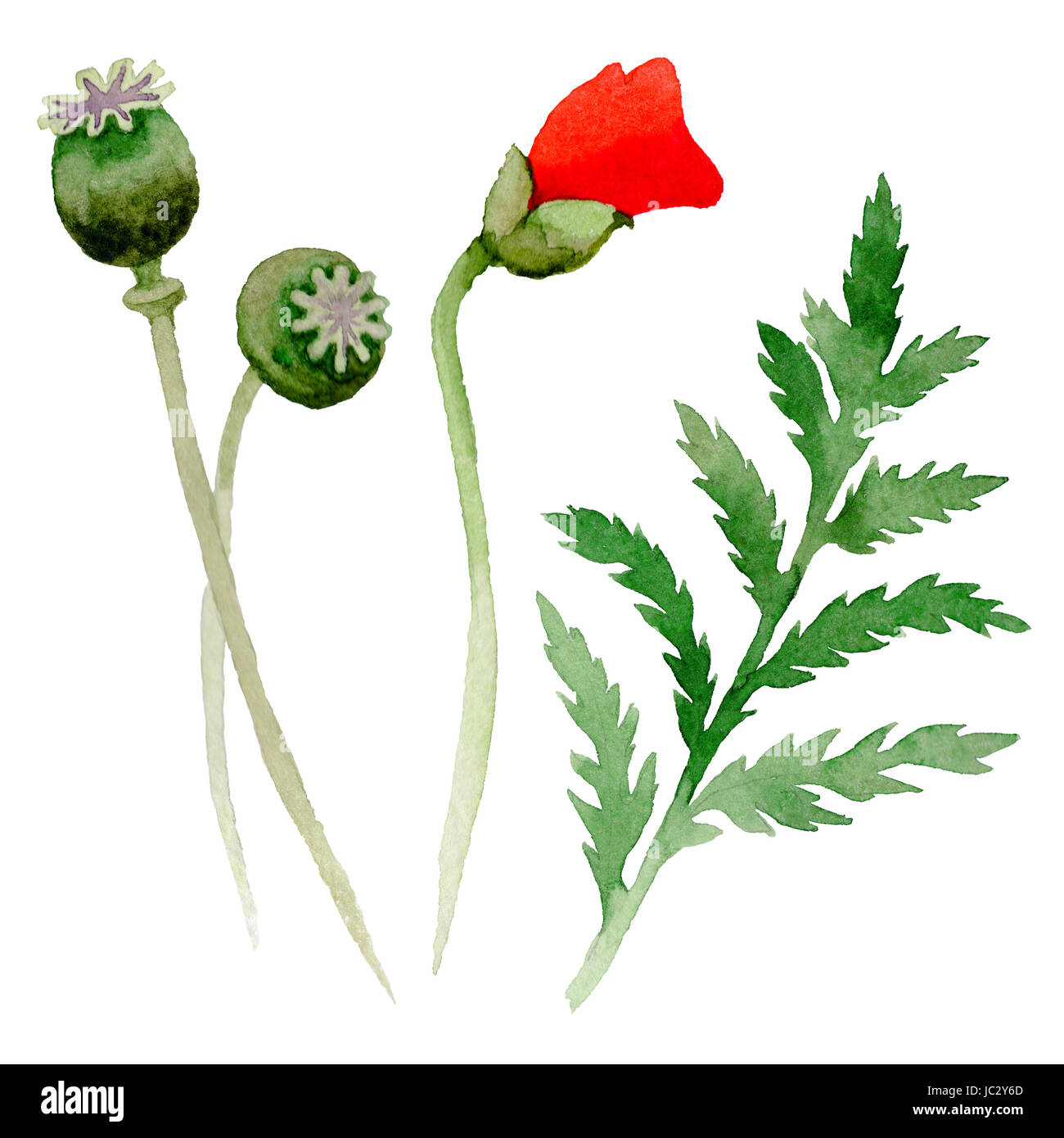Wildflower Mohn Blume Blatt in einem Aquarell Stil isoliert. Vollständiger Name der Anlage: Mohn, Papaver, Opium. Aquarell Wiesenblumen für Hintergrund, tex Stockfotografie