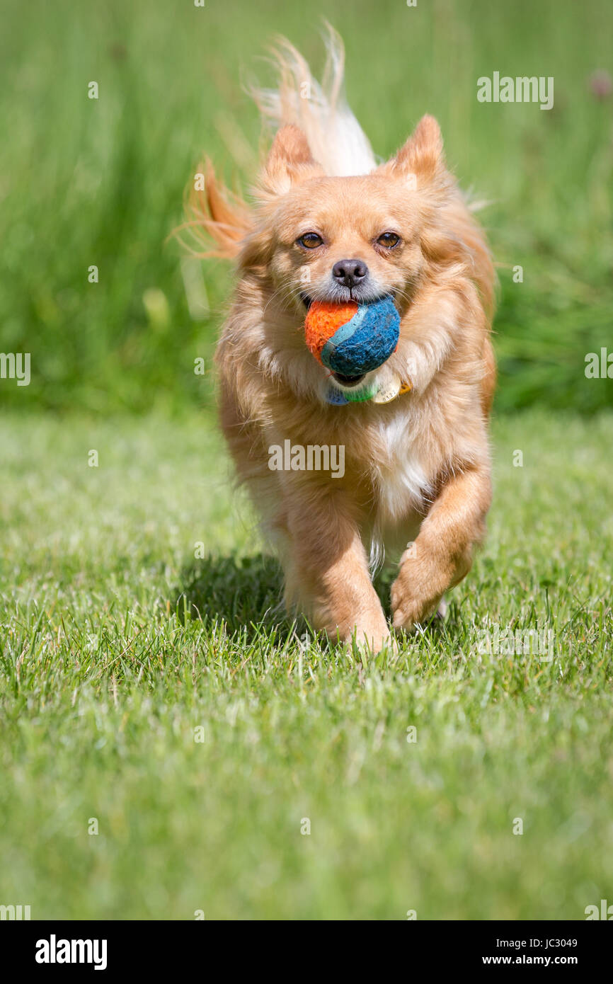Kleiner Brauner Hund Läuft Mit Einem Tennisball Im Mund Auf Den Fotografen Zu. Stockfoto