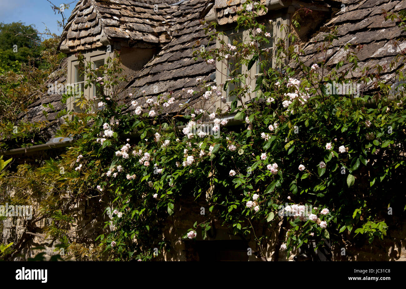 Kletterrosen auf Vorderseite des englischen Cottage in den Cotswolds, England Stockfoto