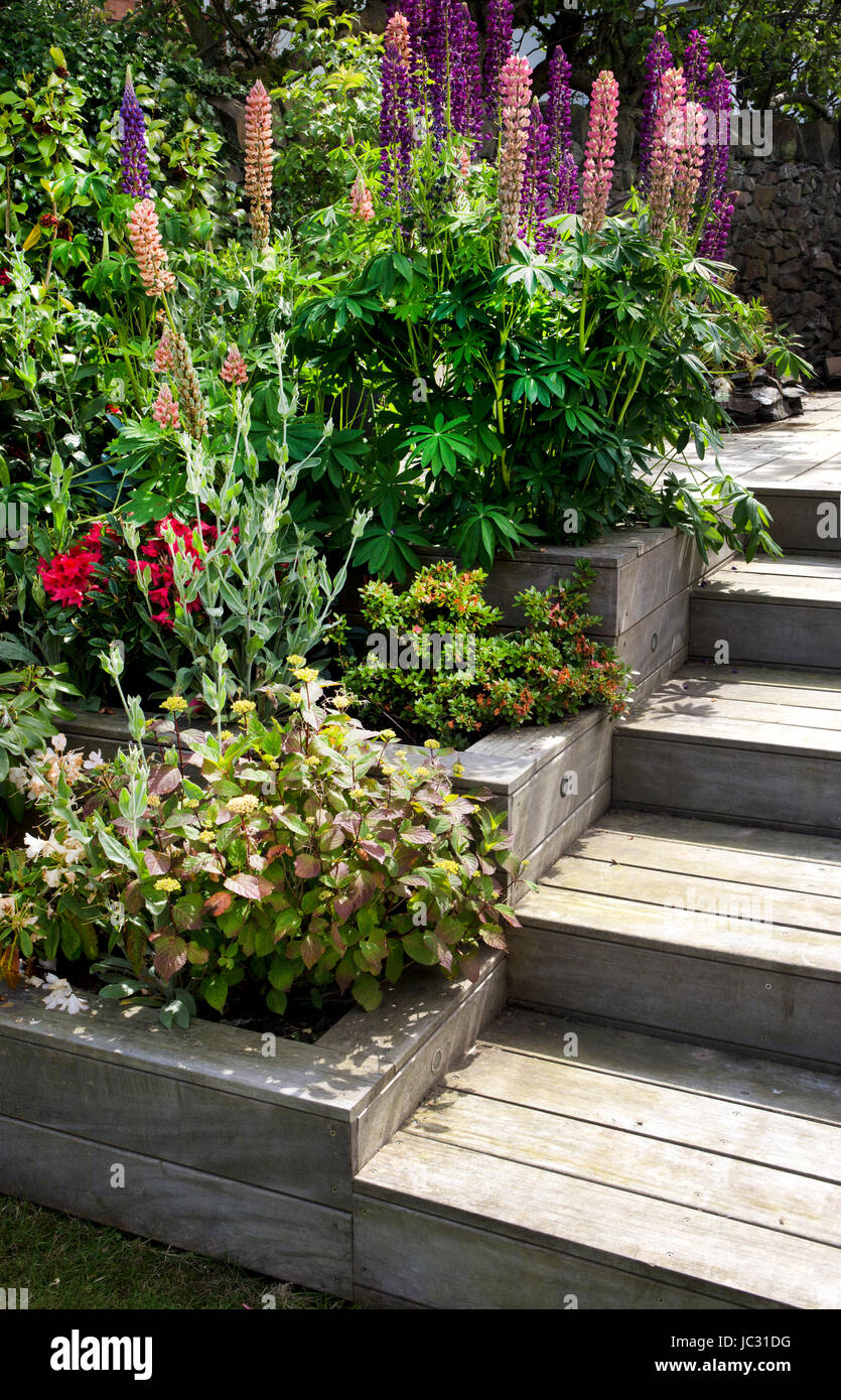 lackierte Holztreppe und abgestufte grenzt im englischen Garten Stockfoto