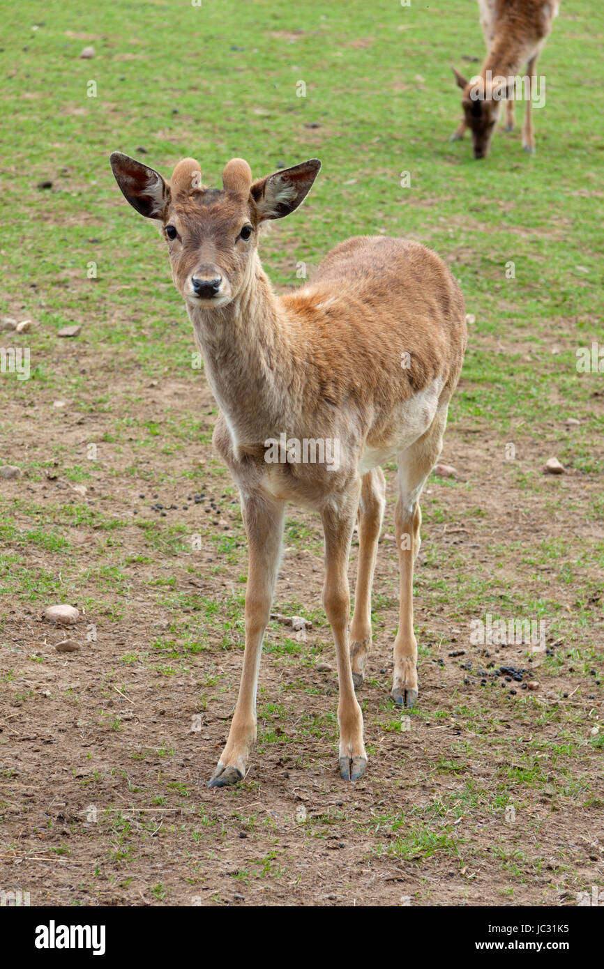 Reh Für Die Lebensmittelproduktion Blickt Direkt in Die Kamera Stockfoto