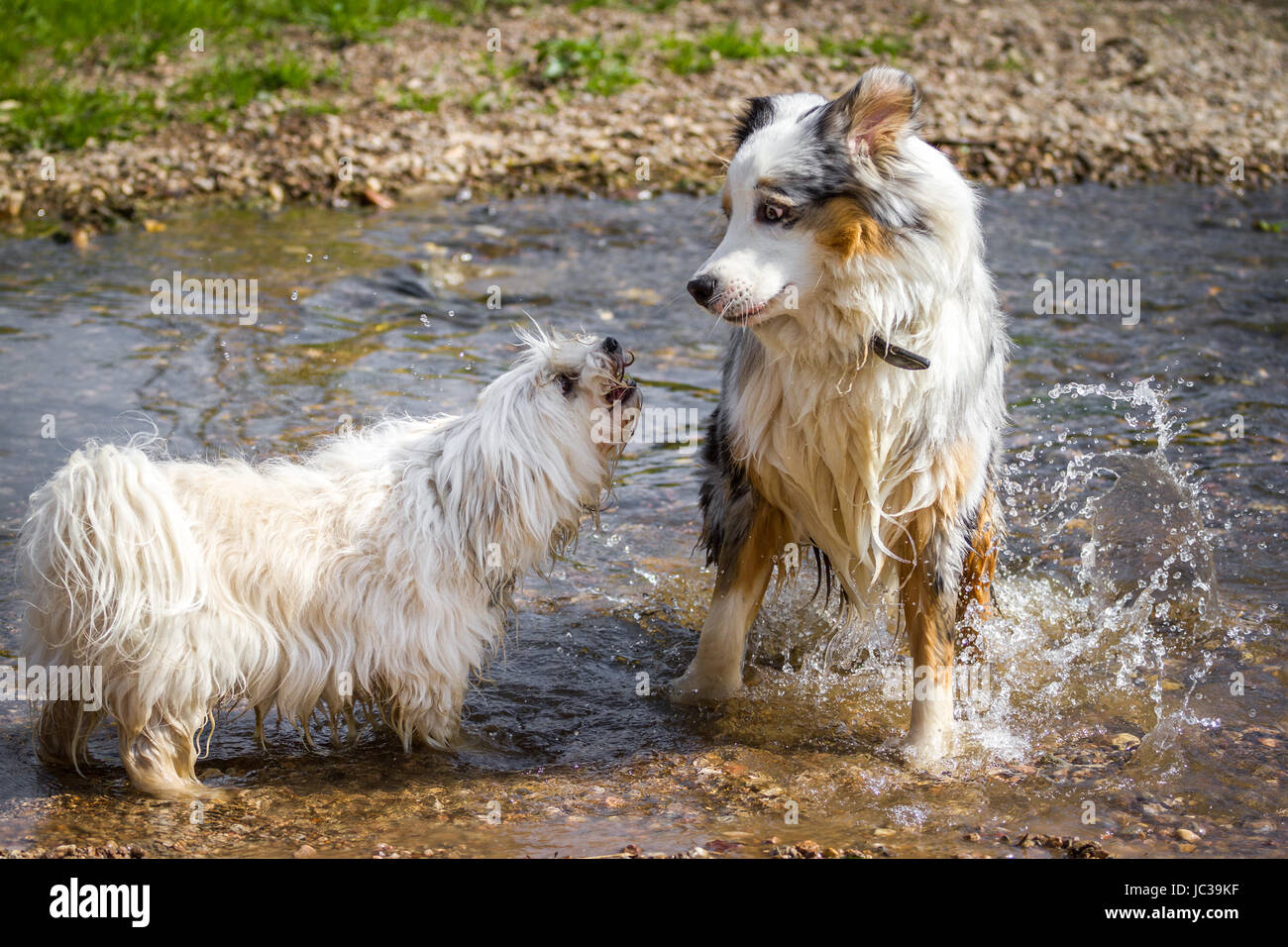 Ein Kleiner Weißer Hund behandelte Einen Australian Shepherd Im Wasser ein. Stockfoto