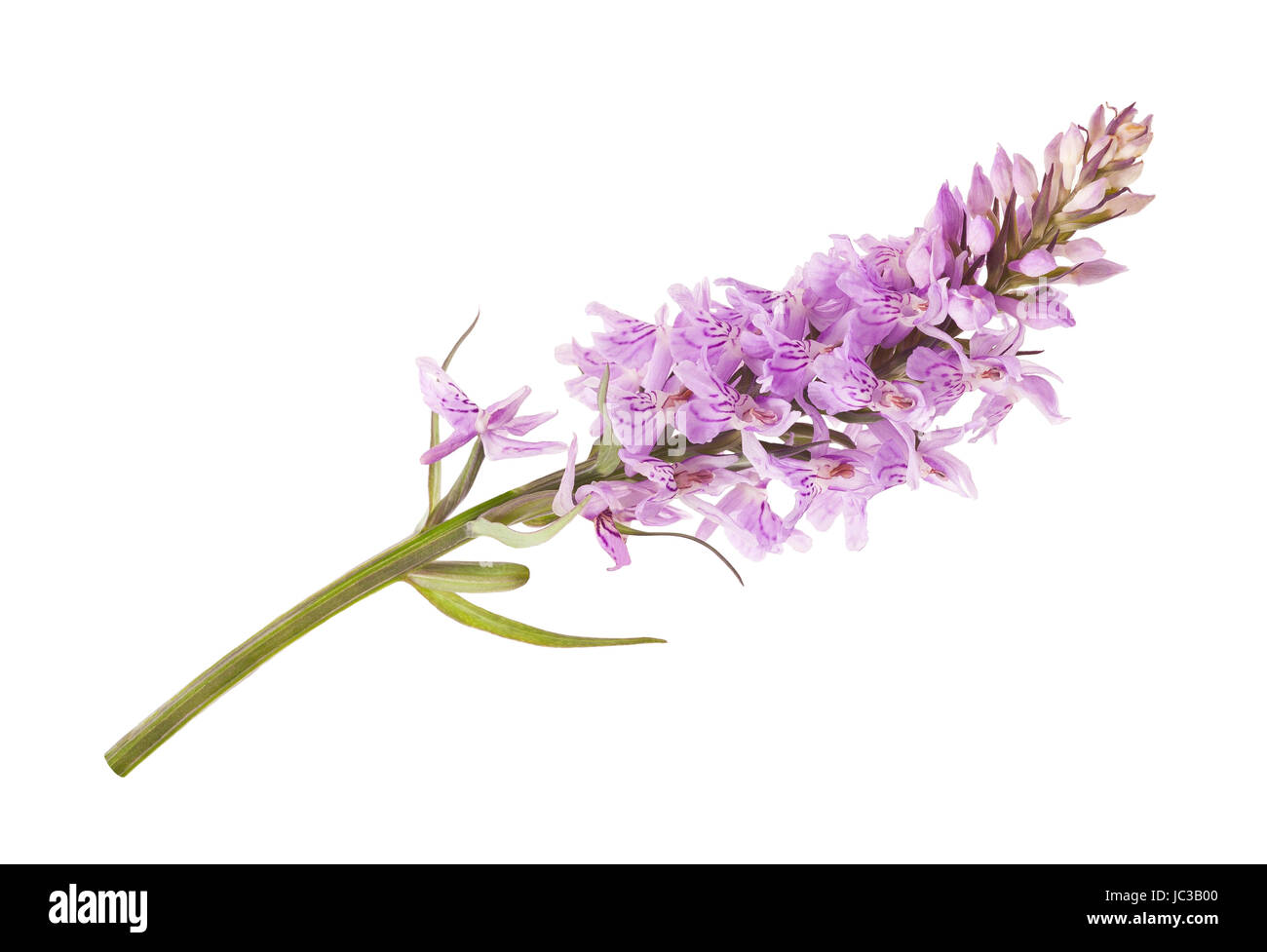 Gemeinsame gefleckte Orchidee - Dactylorhiza fushsii Stockfoto