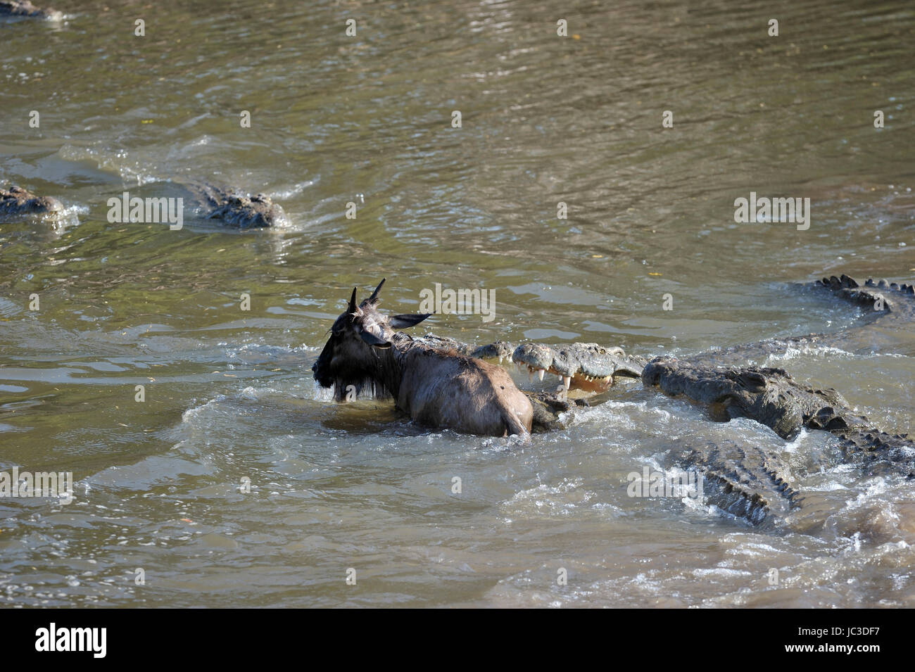 Nil-Krokodil (Crocodylus Niloticus) fangen jungen Gnus (Connochaetes Taurinus), Grumeti Fluss, Serengeti Nationalpark, Tansania Stockfoto
