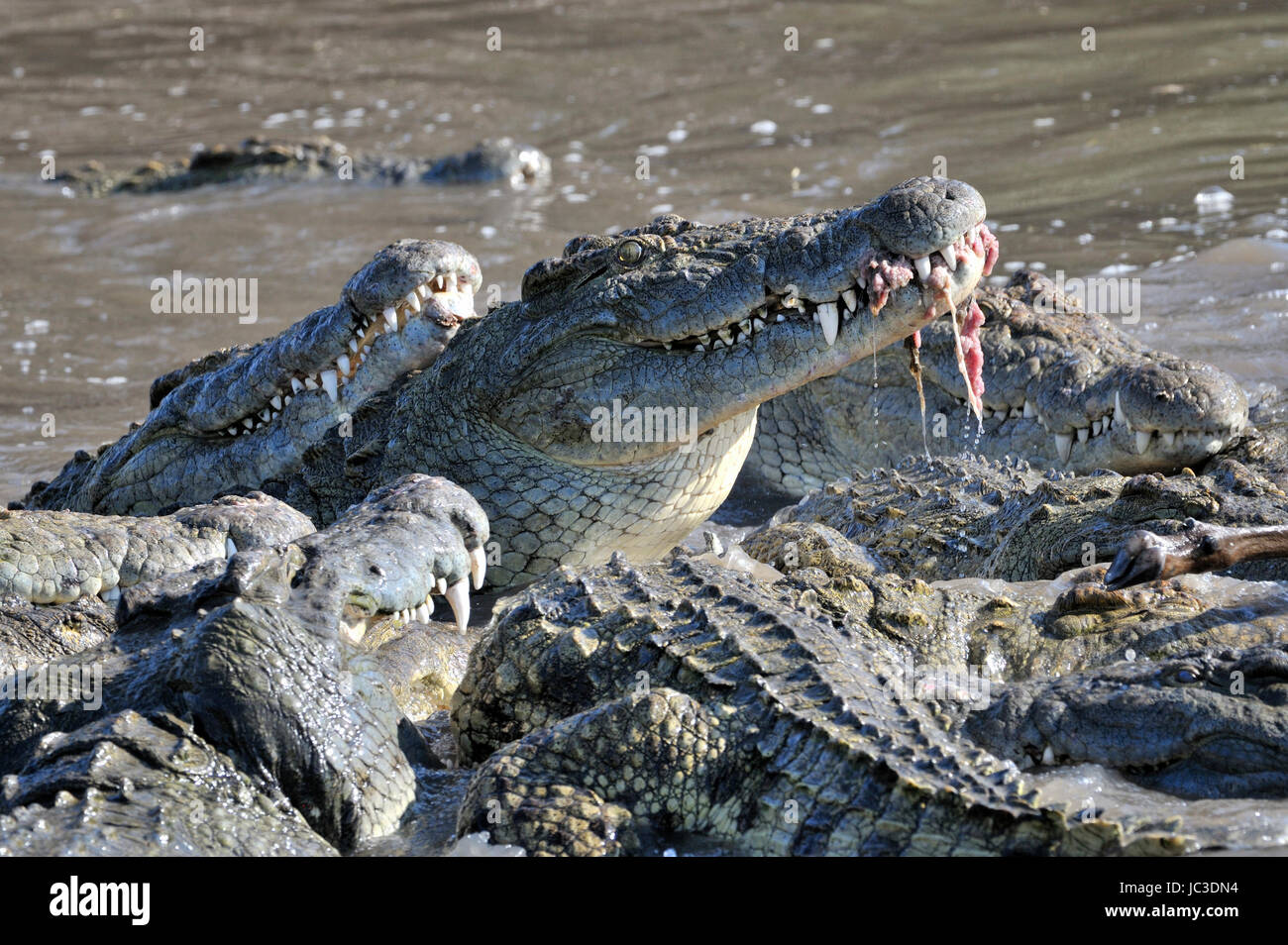 Nilkrokodile (Crocodylus Niloticus) Essen, Grumeti Fluss, Serengeti Nationalpark, Tansania. Stockfoto