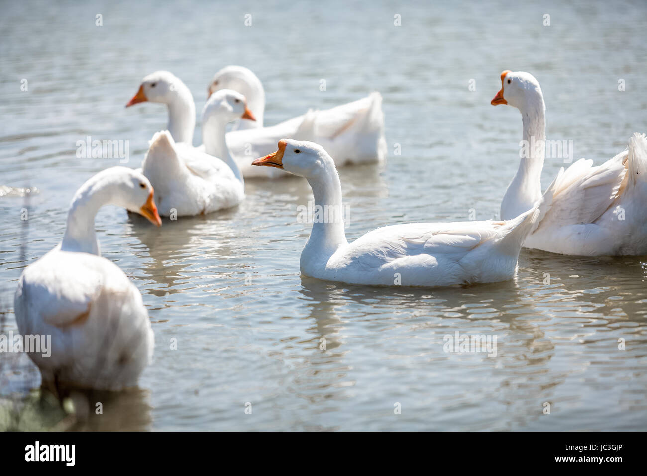 Foto der Herde Gänse auf dem Wasser Stockfoto