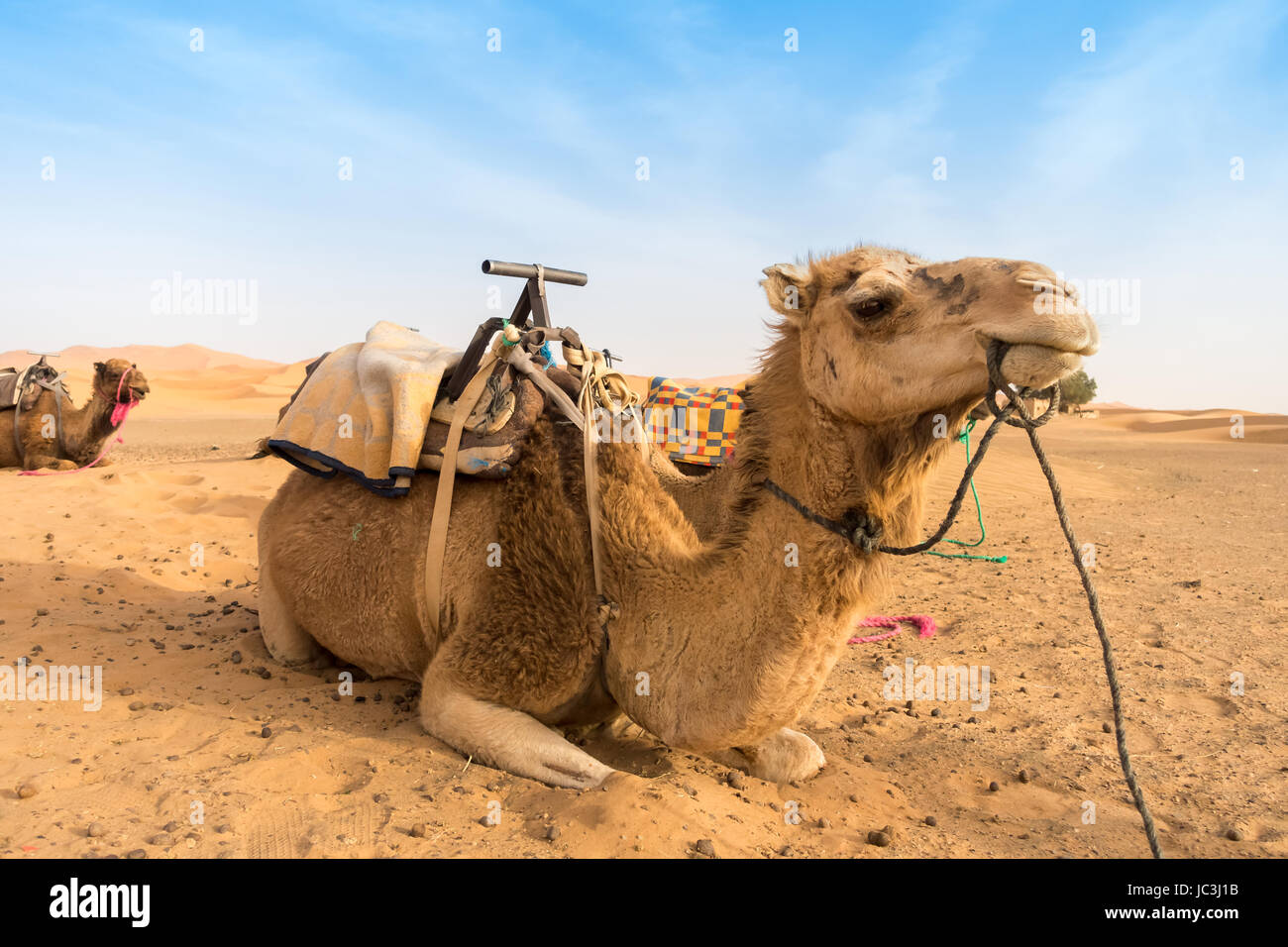 Zwei Kamele sitzen in den Sand der Sahara in Marokko warten auf Touristen. Stockfoto