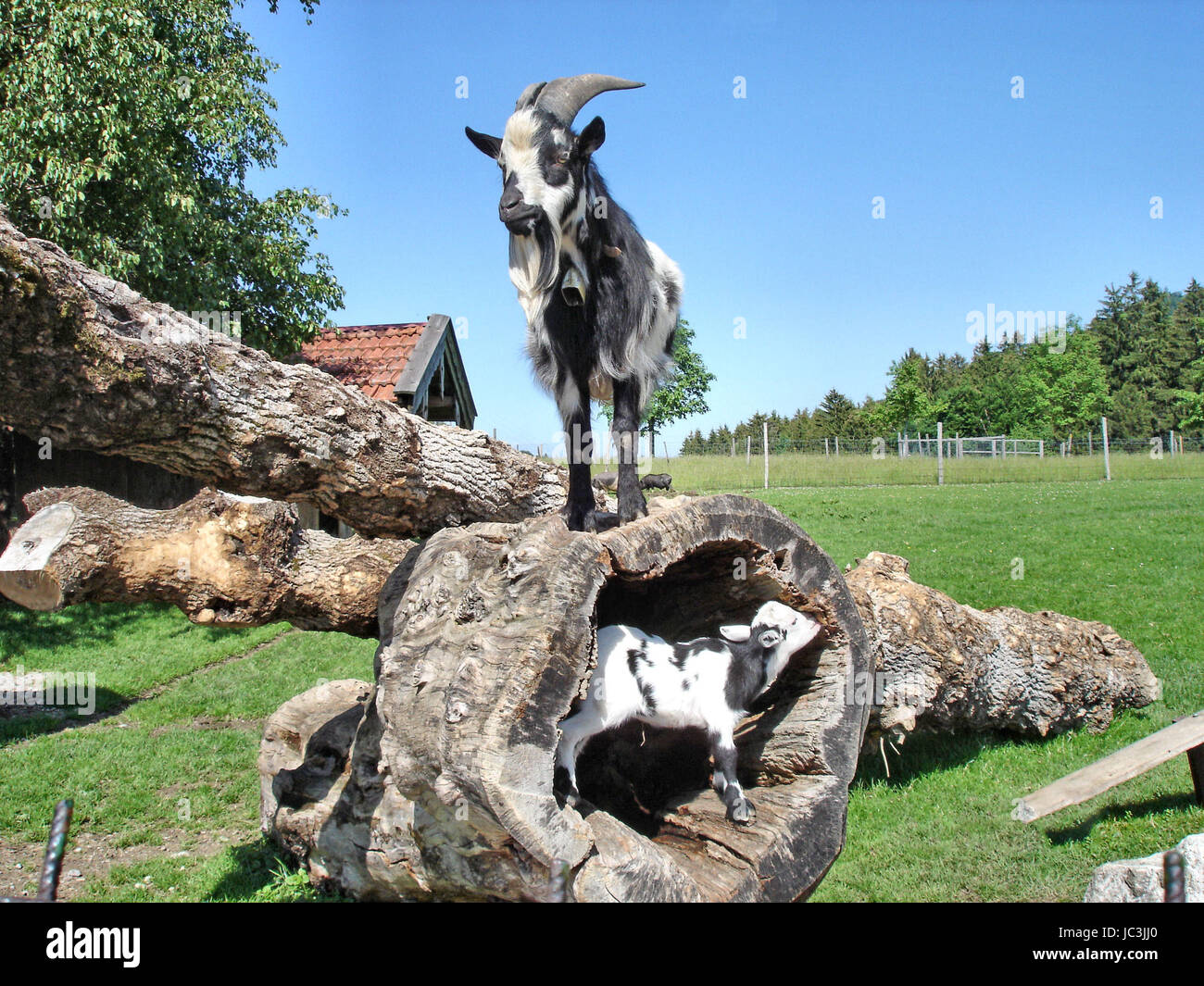 Besiedler in Einem Streichelzoo, Eine Kleine Ziege in Einem Baumstamm, sterben Mutter Auf Dem Stamm Ziegen im Streichelzoo, eine kleine Ziege in einem Baumstamm, die Mutter am Stamm Stockfoto