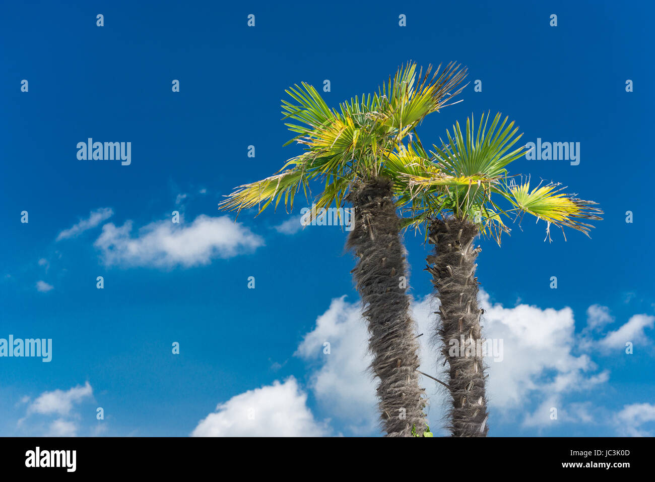 Palm Pre Sommer sky Stockfoto