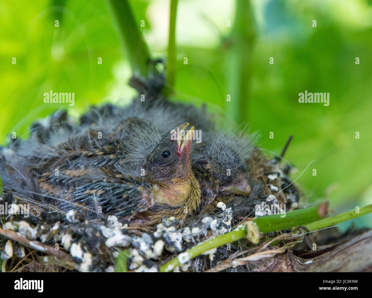 Kleine hungrige Erpressungsvögel im Nest. Turdus merula Stockfoto