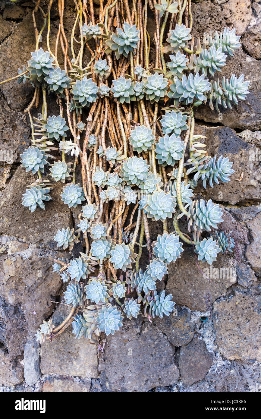 Sukkulente stieg Kaktus Reben wachsen eine Mauer Stockfoto