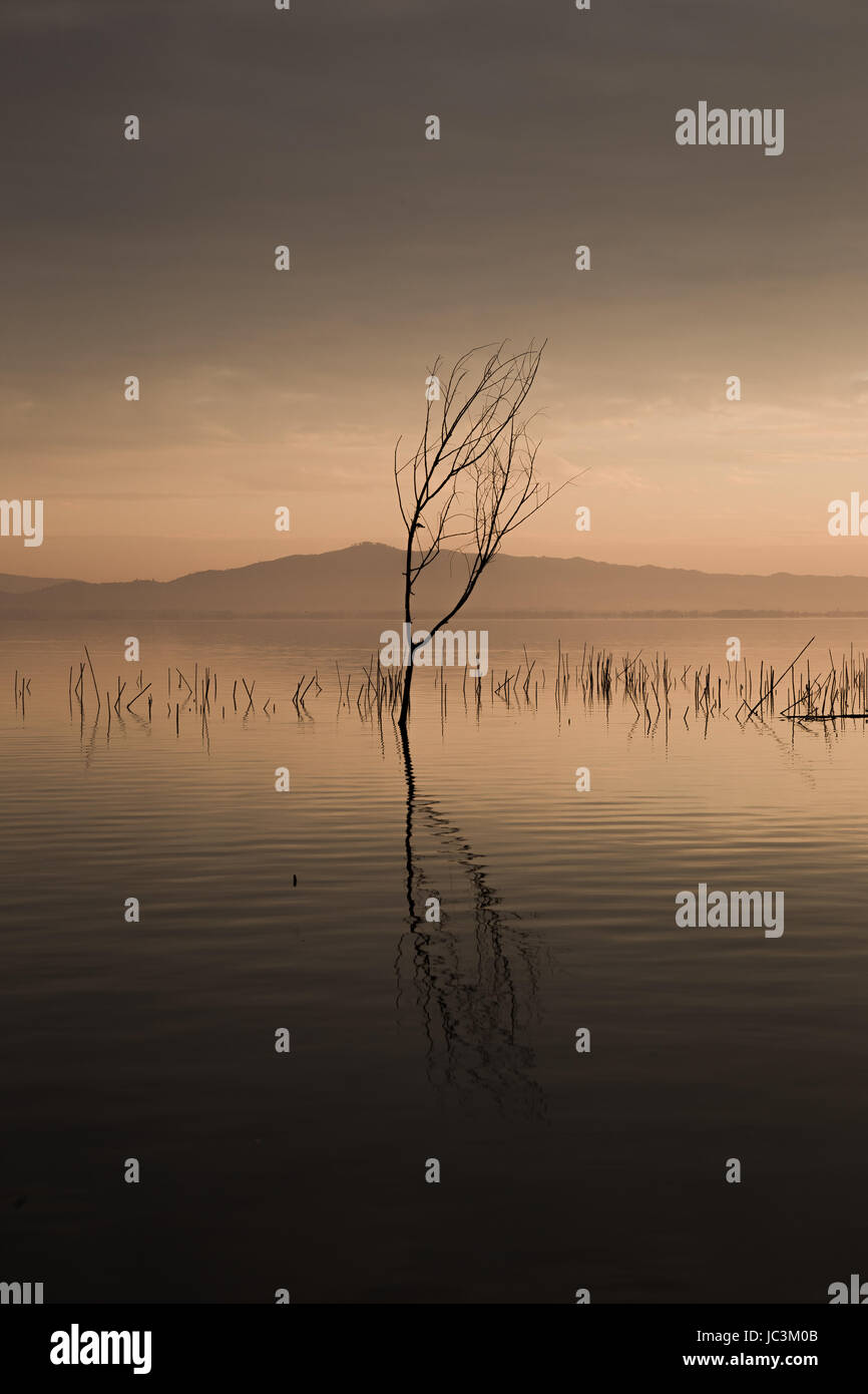 Eine schöne Reflexion eines Baumes auf dem Wasser während der goldenen Stunde Stockfoto