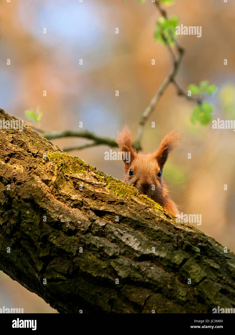 Eichhörnchen im Wald Stockfoto