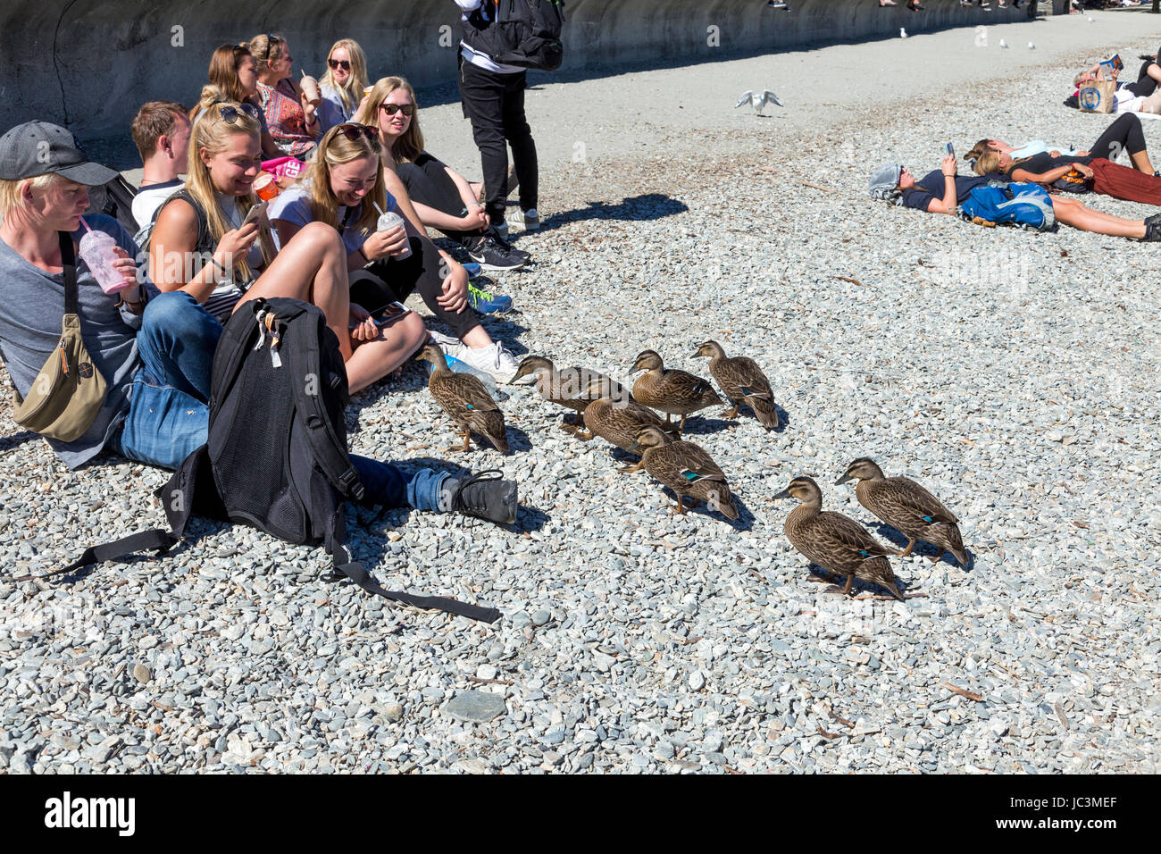 Eine Gruppe von Enten nähert sich eine Gruppe von lächelnden Jugendliche, Queenstown, Neuseeland Stockfoto