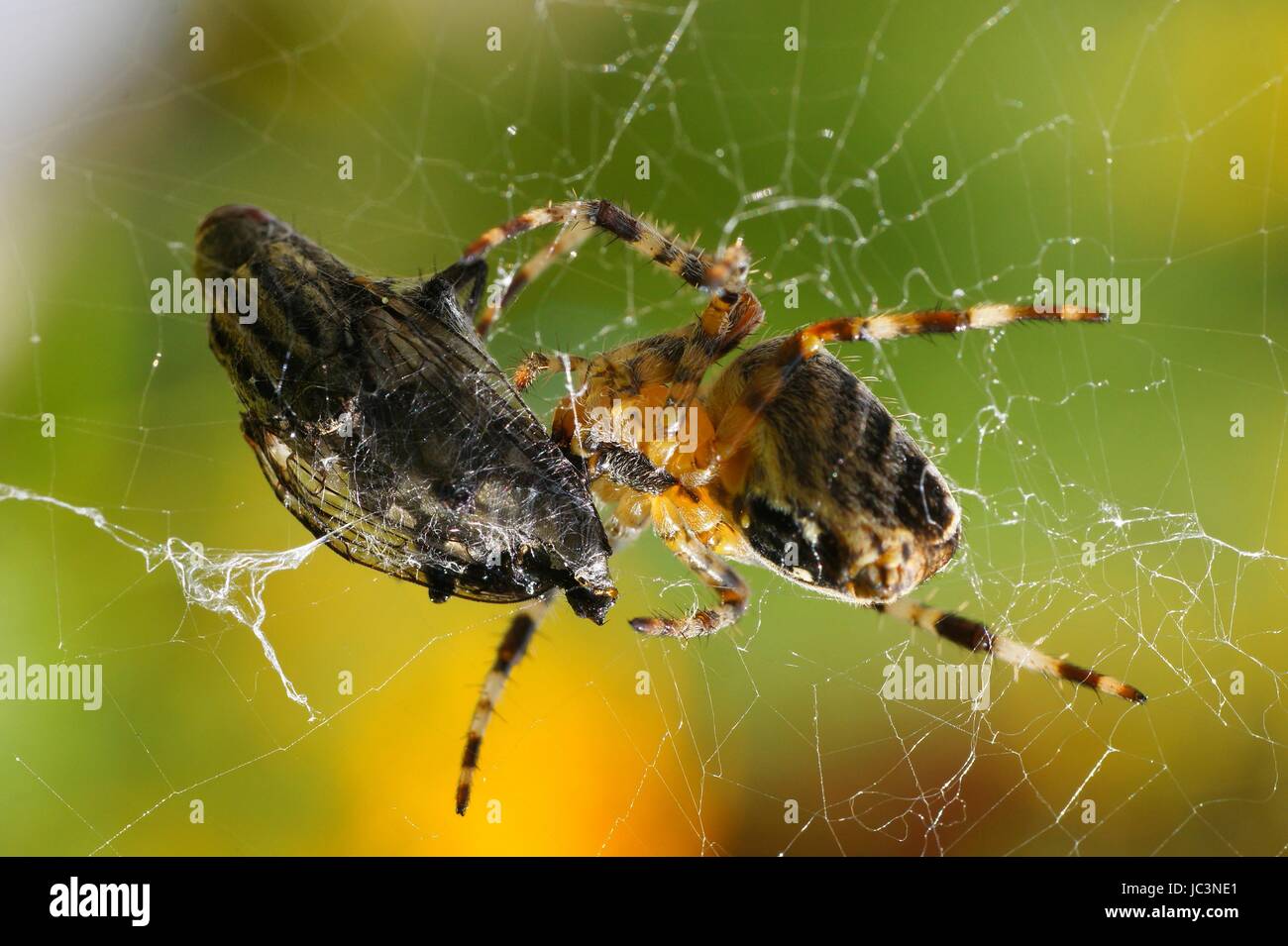 Spinne im Kokon einer Fliege Stockfotografie - Alamy