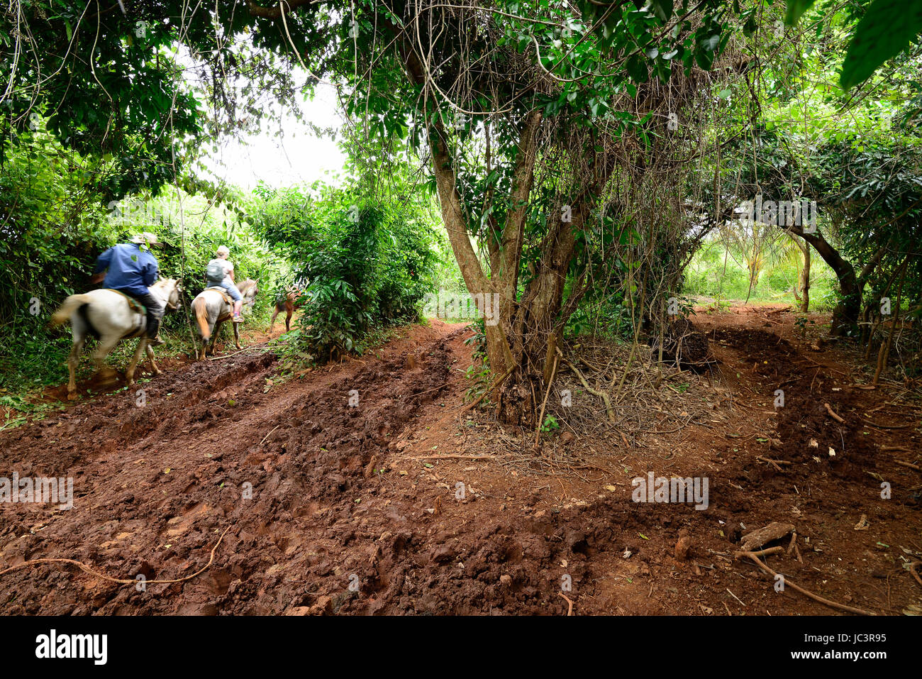 Die Kubanische Cowboy reitet auf dem Pferd entlang roadless Traktate in das Tal von Vinales. Tal von Vinales, Kuba, Pinar del Rio Stockfoto