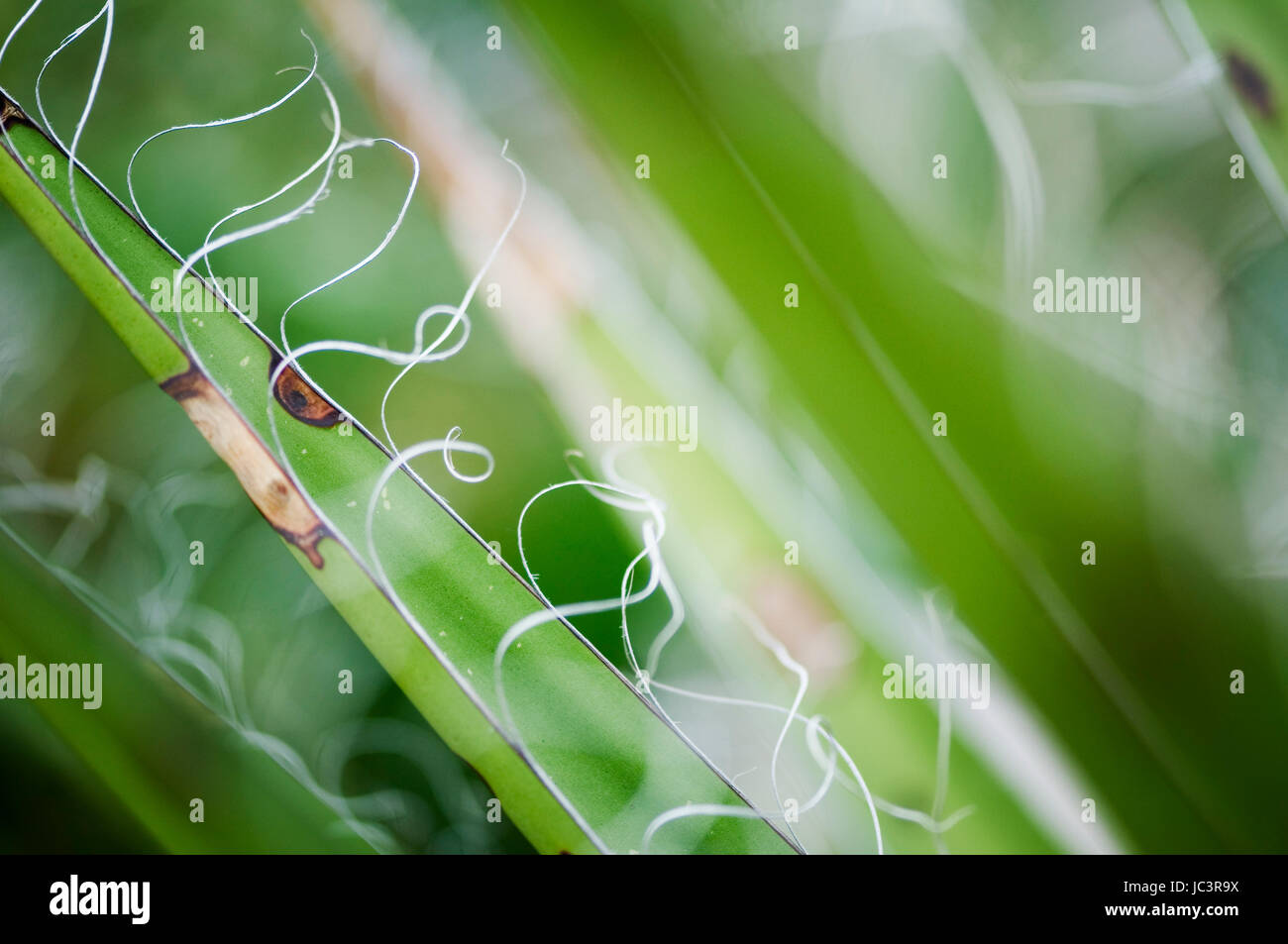 Makro-Ansicht Sich Kreisrund Ablösender Pflanzenfasern Einer Agave Stockfoto
