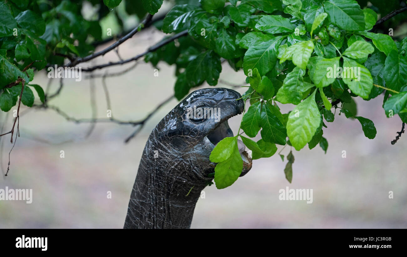 Bei starkem Regen, Seychellen Aldabra Riesenschildkröte Stockfoto