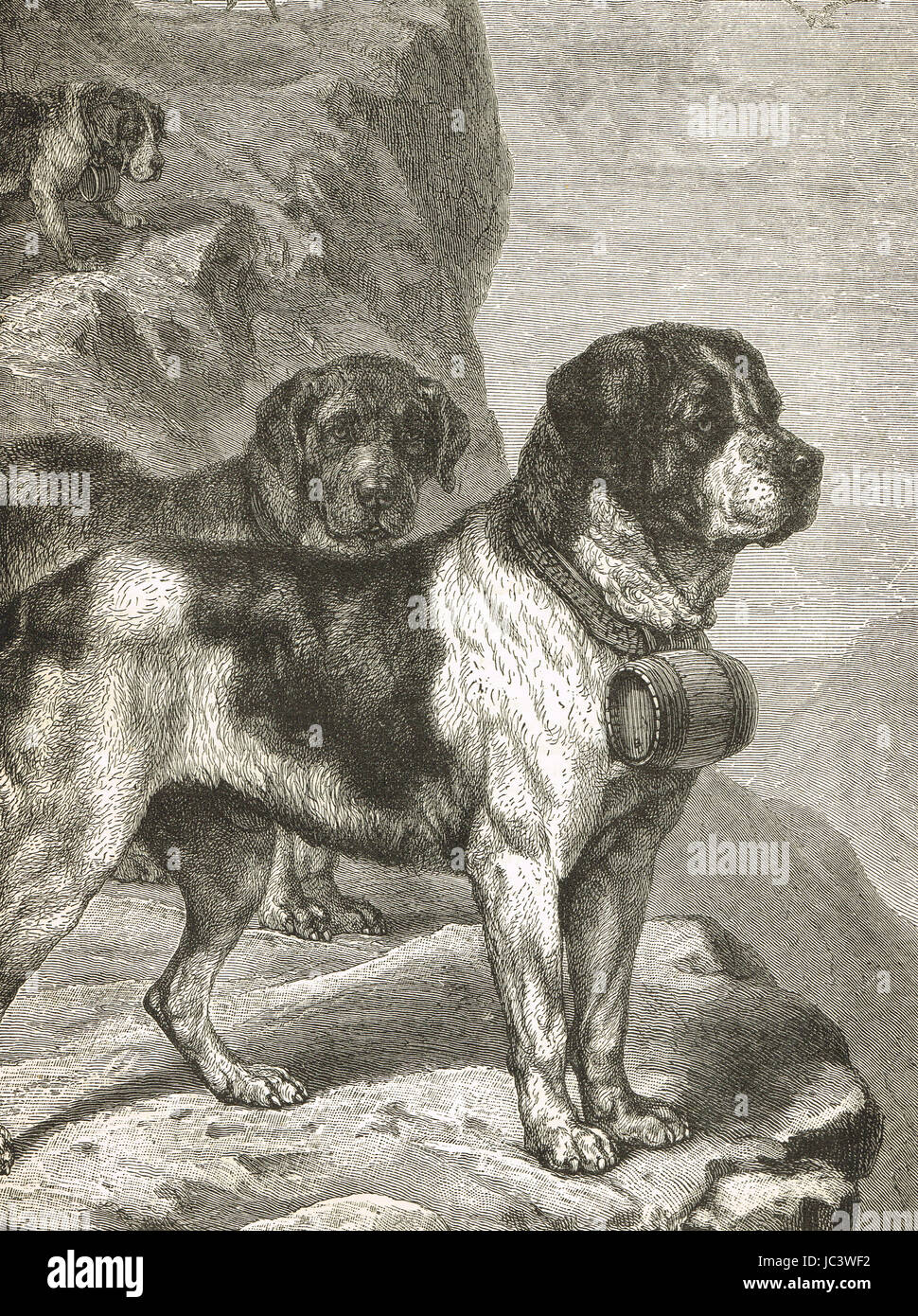 Bernhardiner Hunde mit Ikone Brandy Fässer 1889 illustration Stockfoto