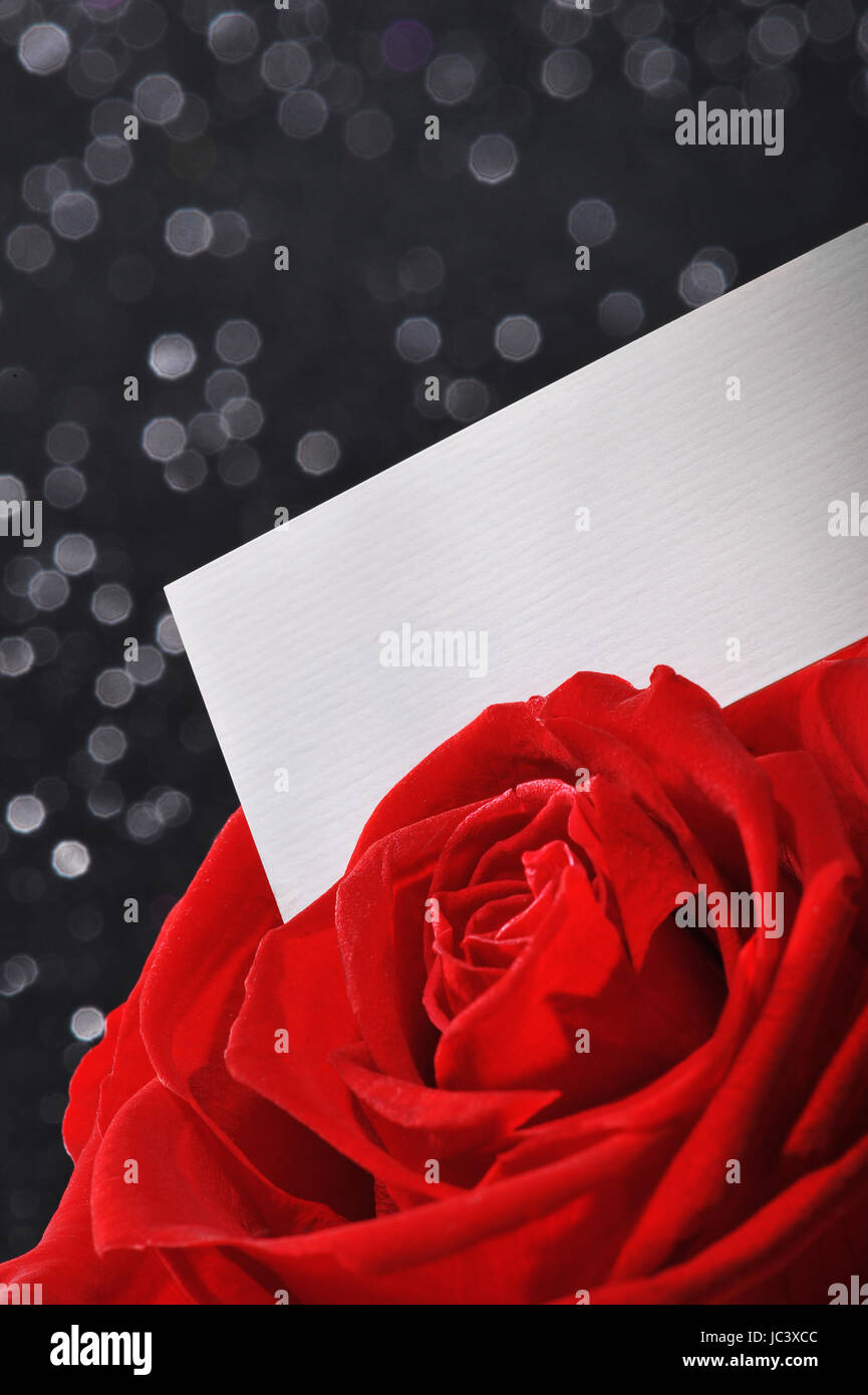 Blume Pflanze Stockfoto