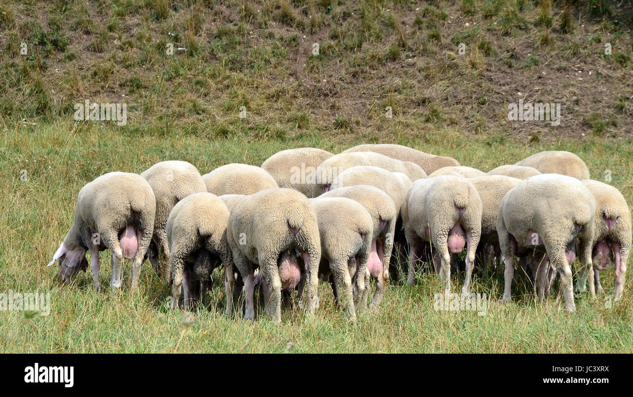 Animal Testicle Stockfotos und bilder Kaufen Alamy